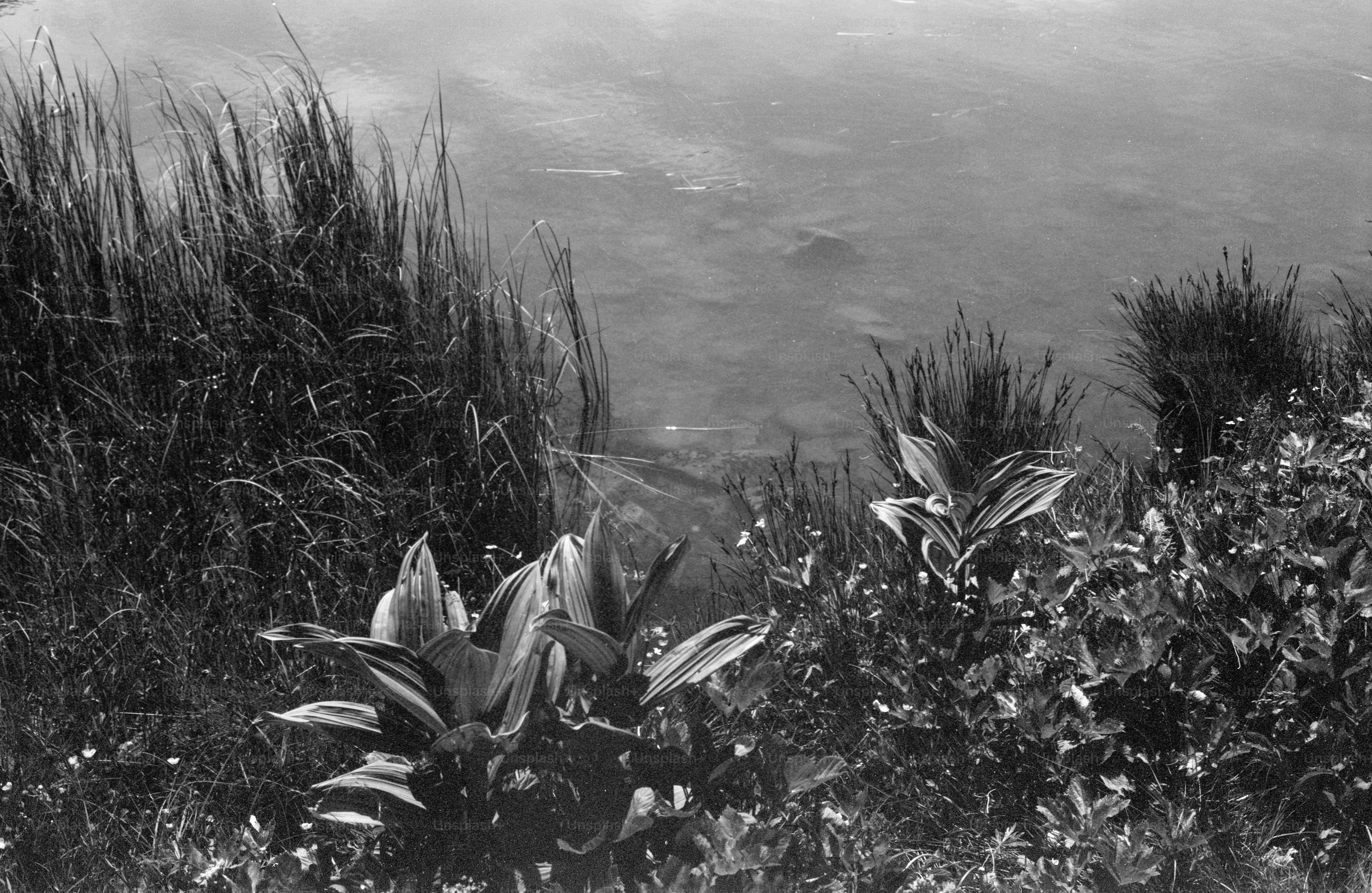 Lush plants and grasses along water's edge