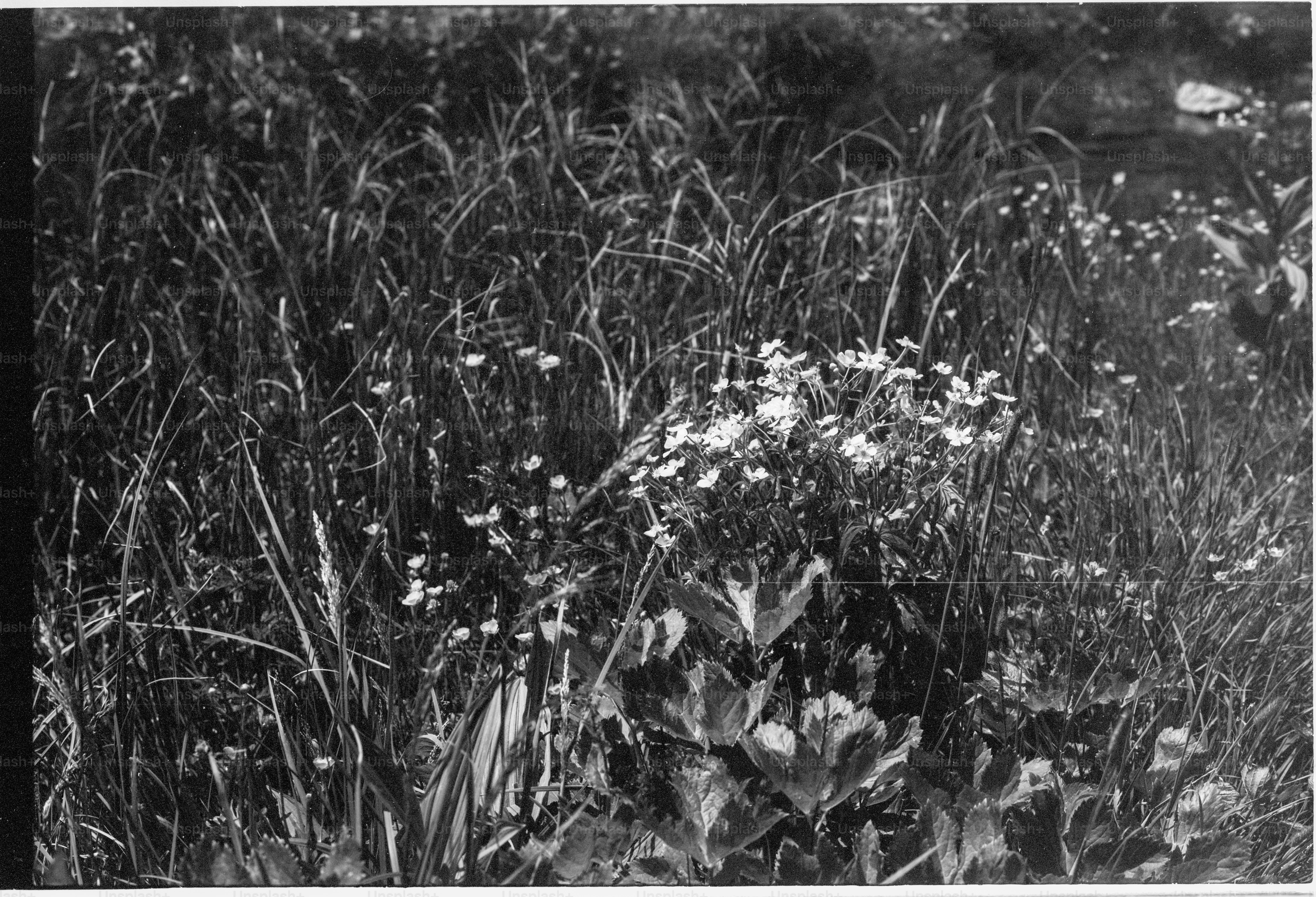 Wildflowers in tall grass, black and white