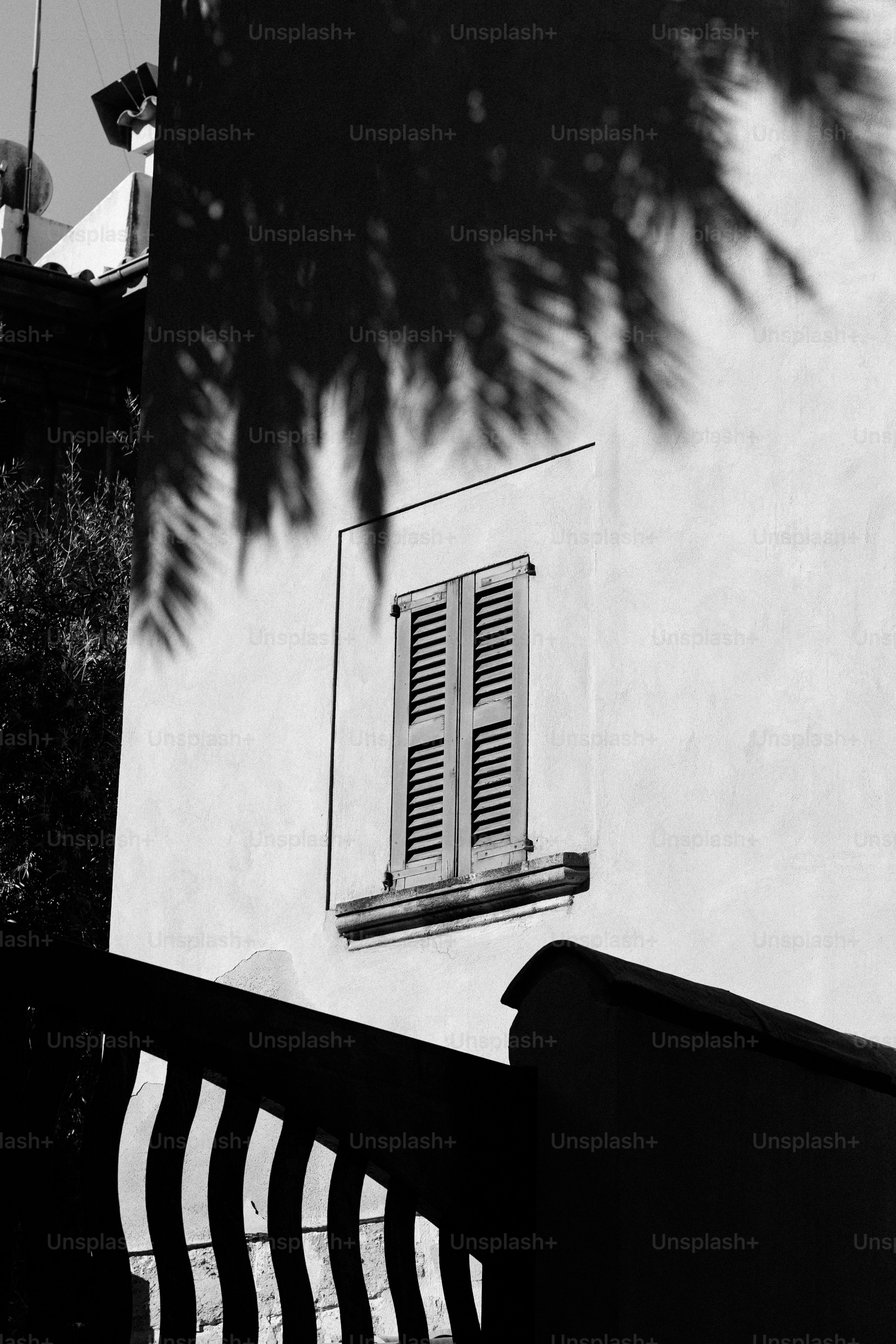 Window with closed shutters, palm shadows on building