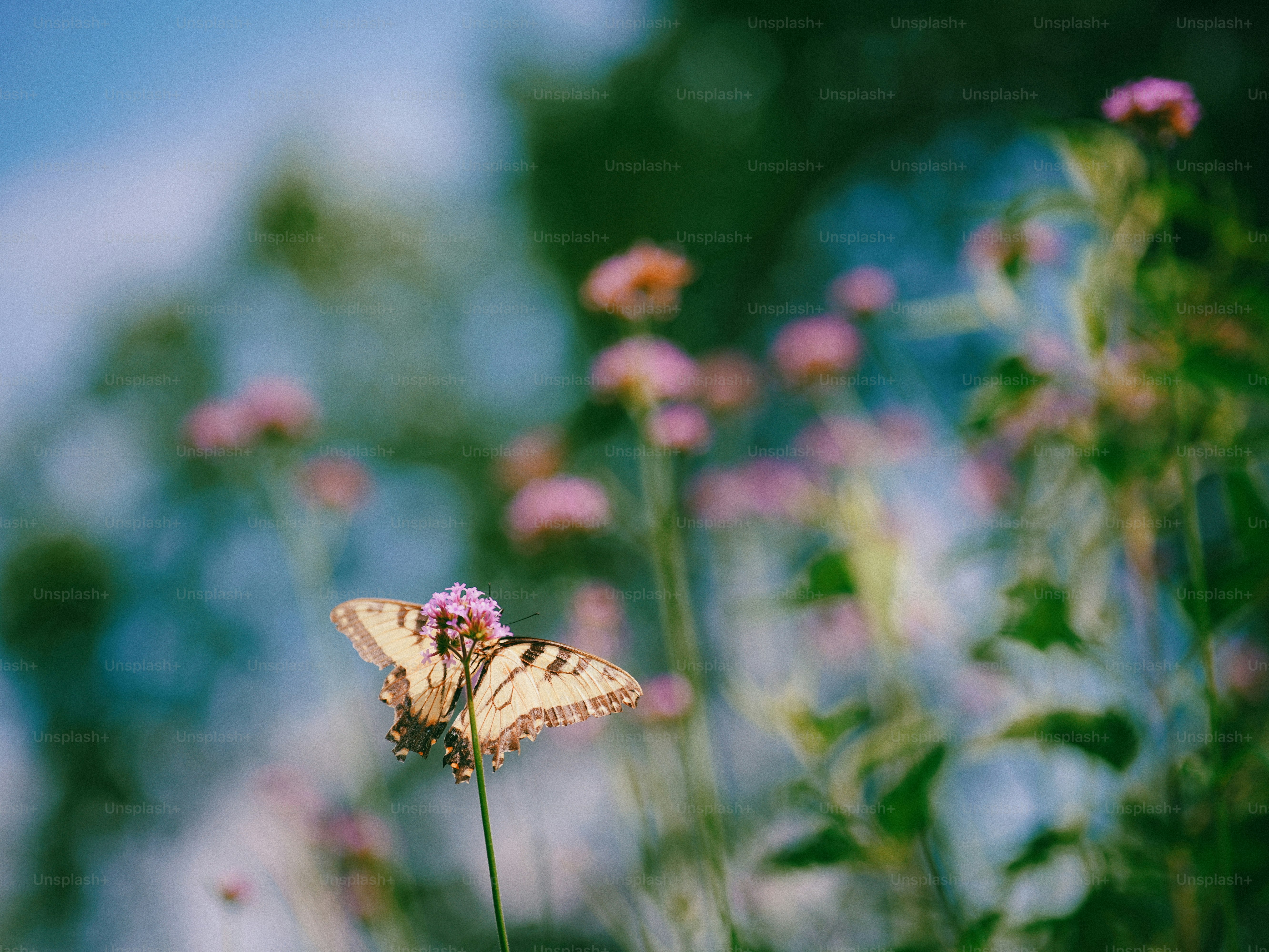 Weathered swallowtail butterfly on pink verbena, dreamy bokeh