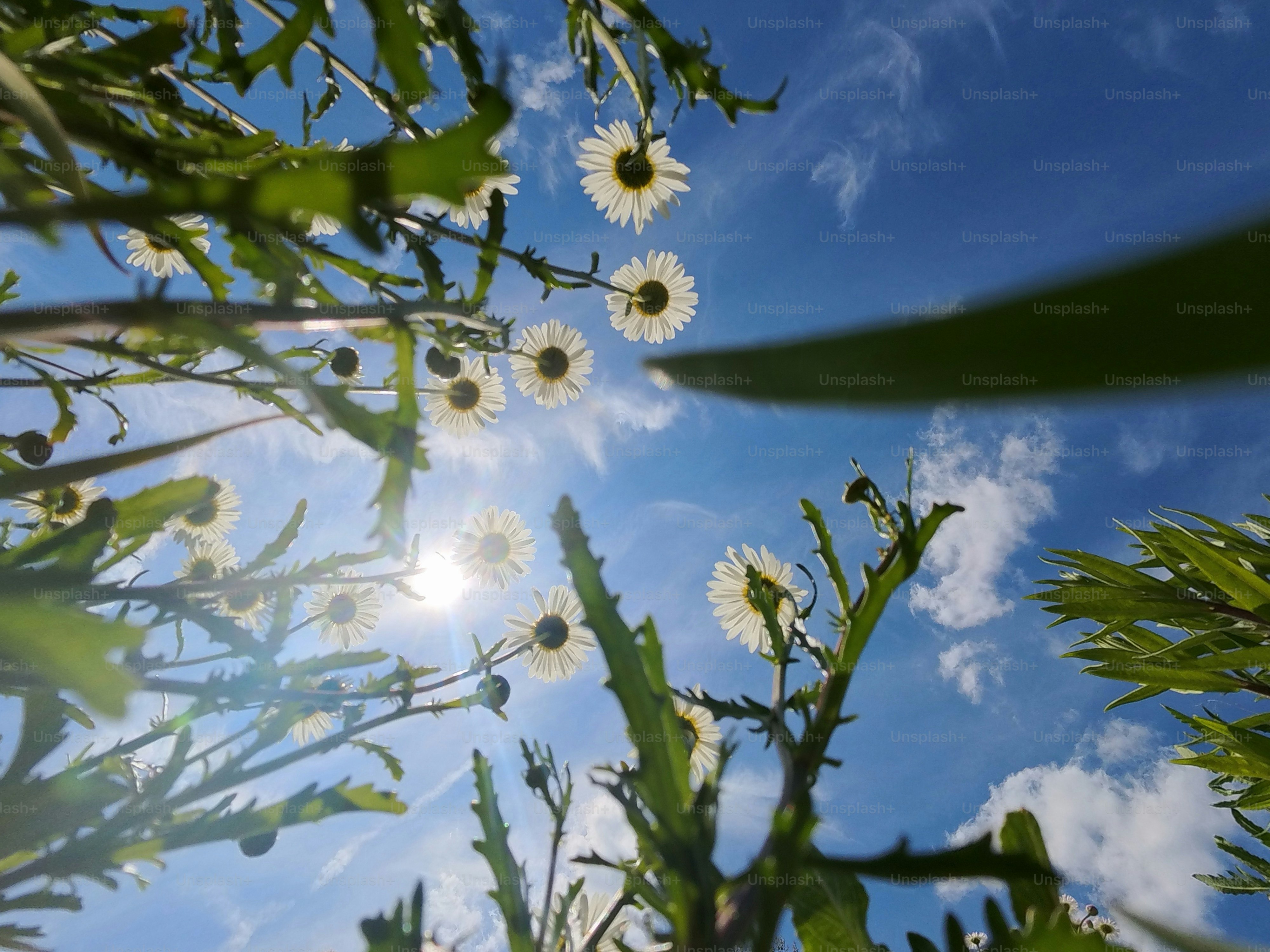 Sun shining through white daisies against blue sky