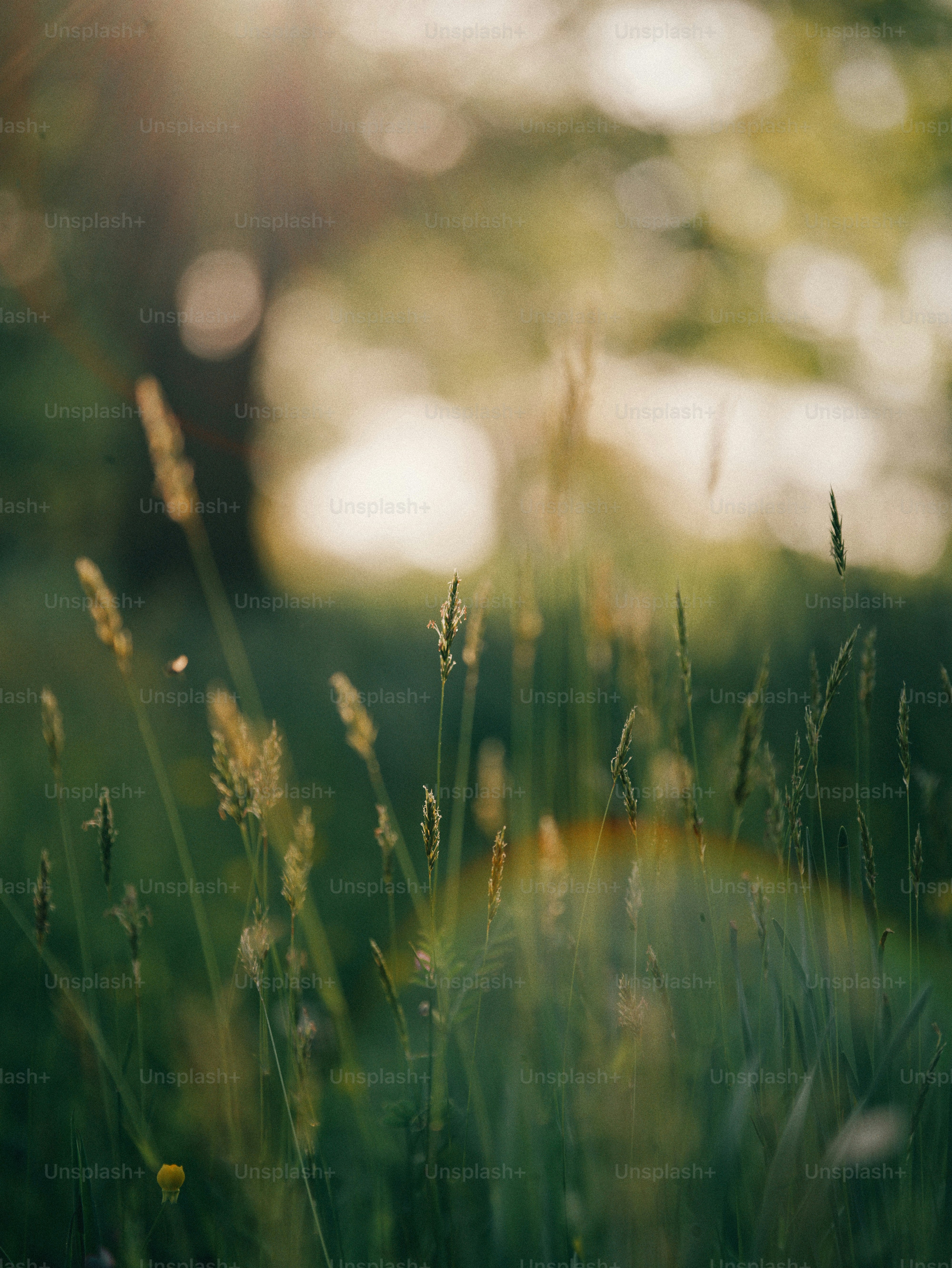 Golden hour meadow grasses glowing with soft bokeh