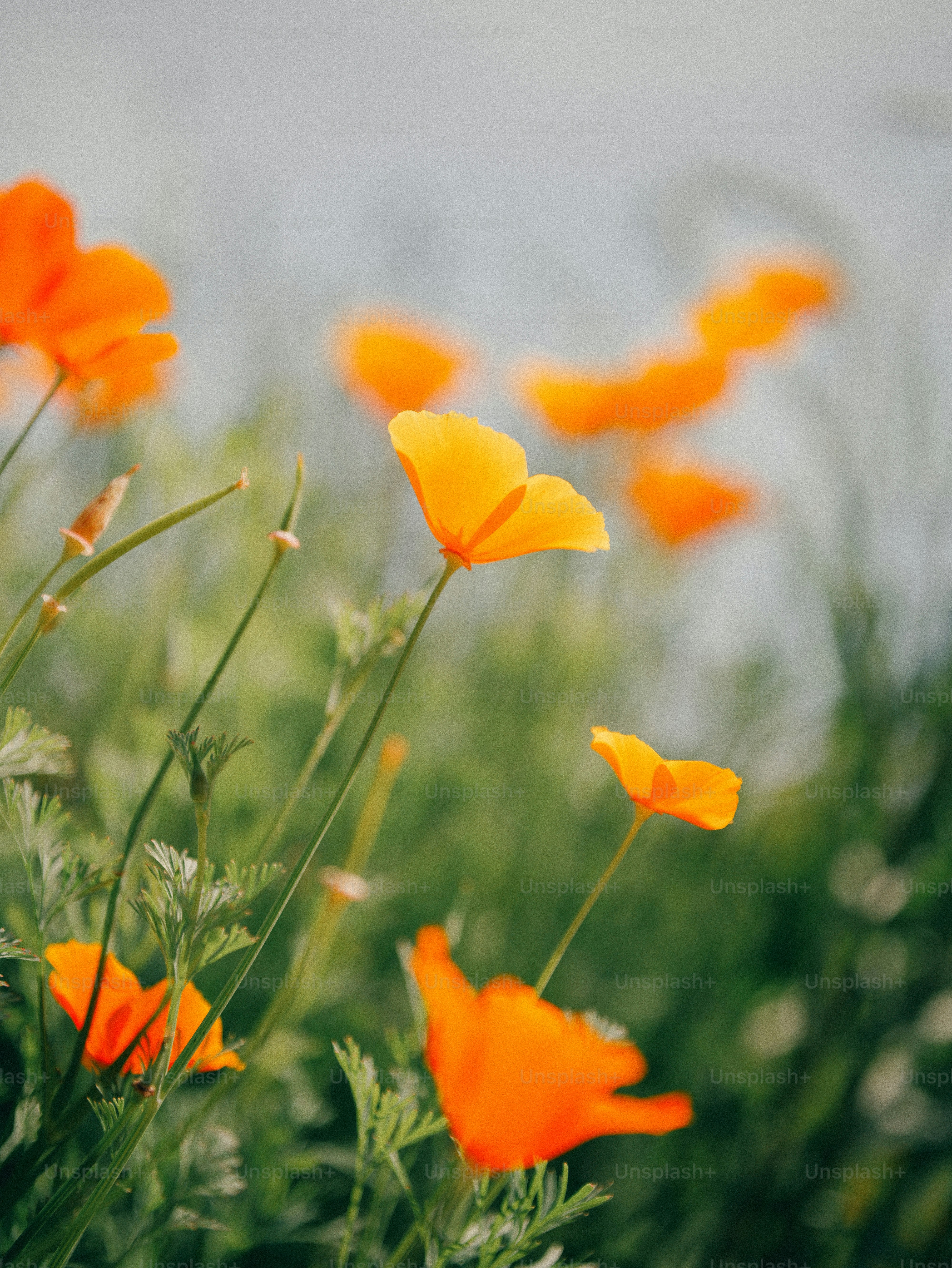 Delicate orange california poppies glowing in soft sunlight