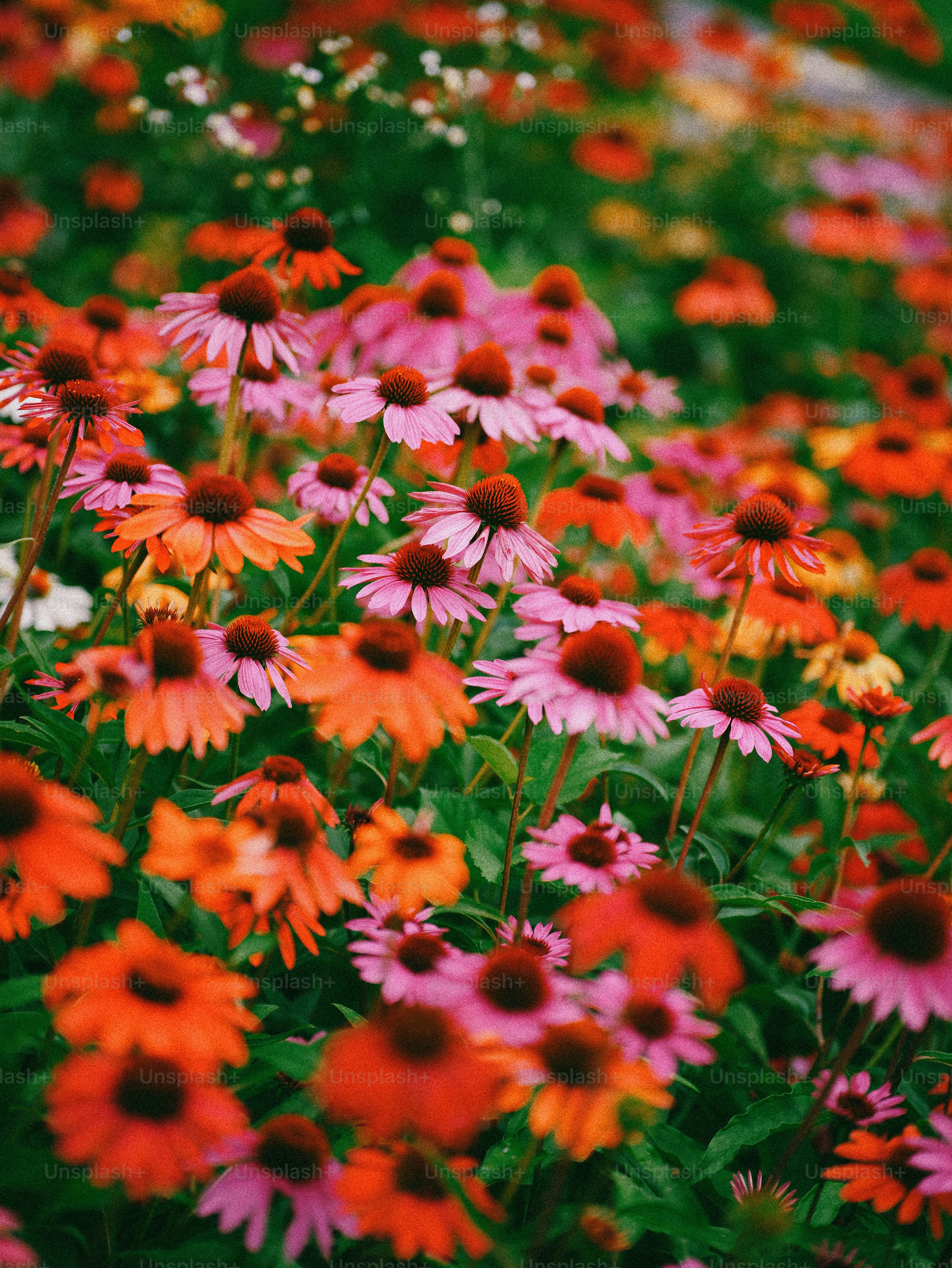 Vibrant pink and orange coneflowers with soft focus