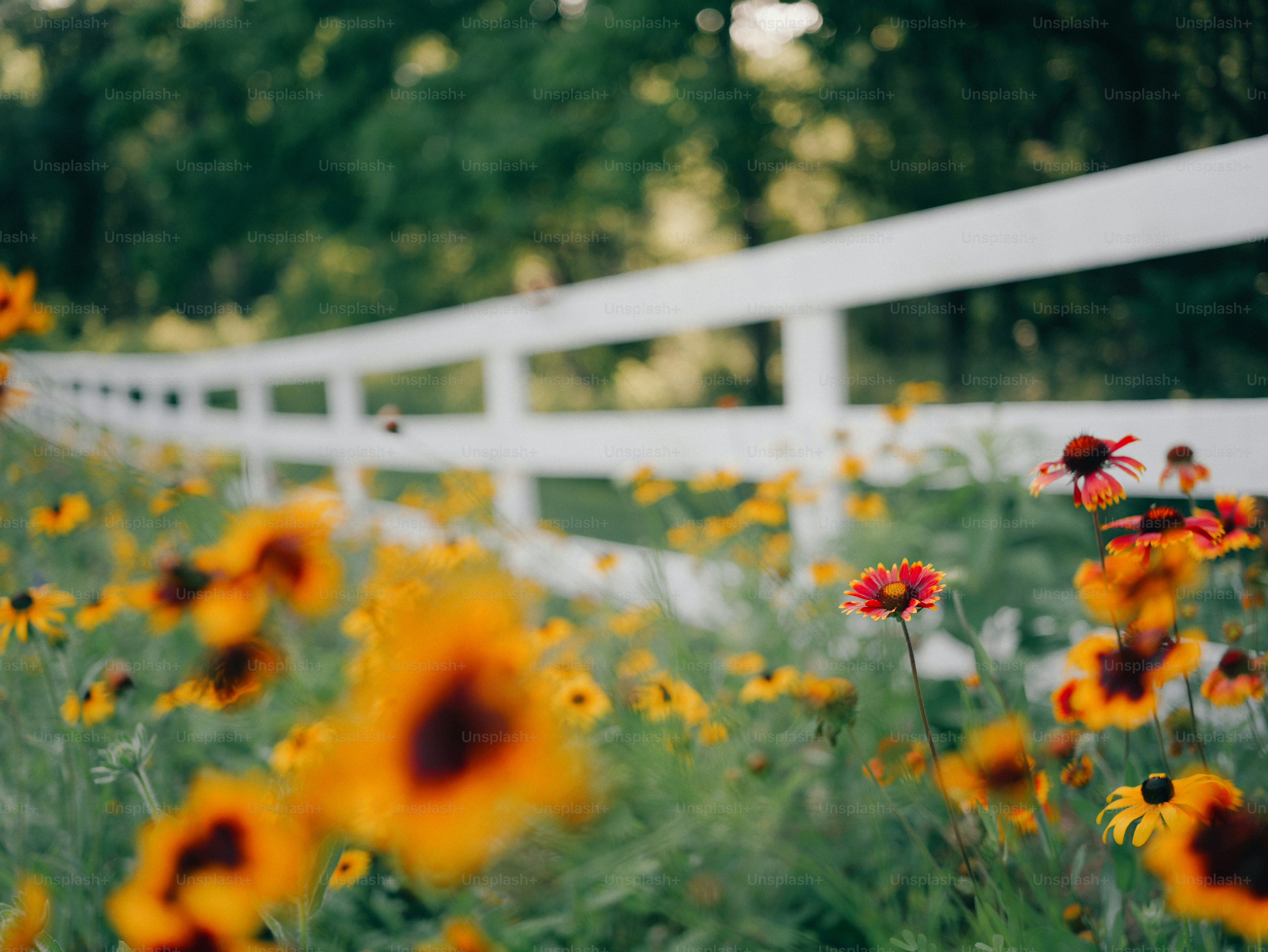 White fence through vibrant blanket flowers and black-eyed susans