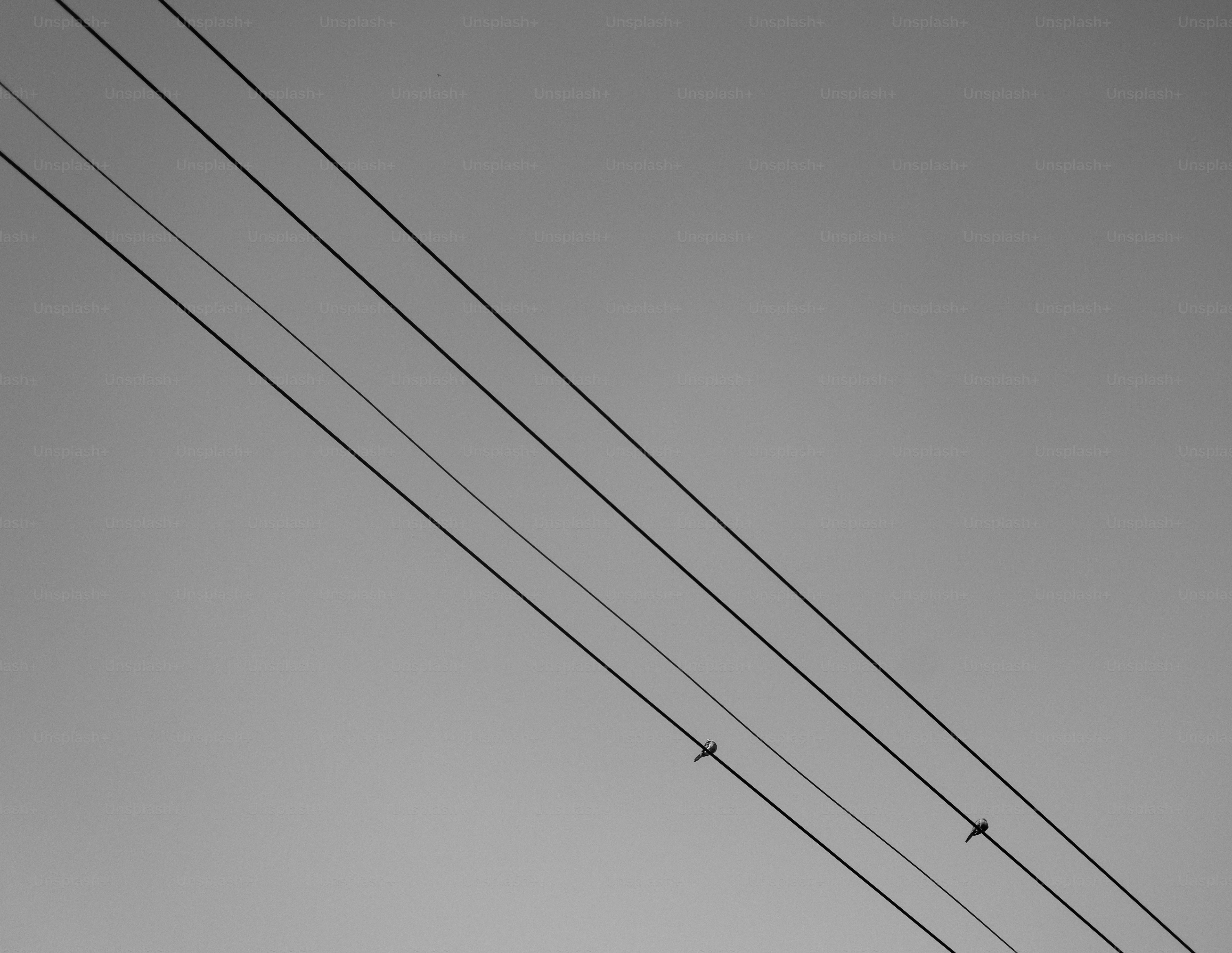 Due uccelli su linee elettriche parallele