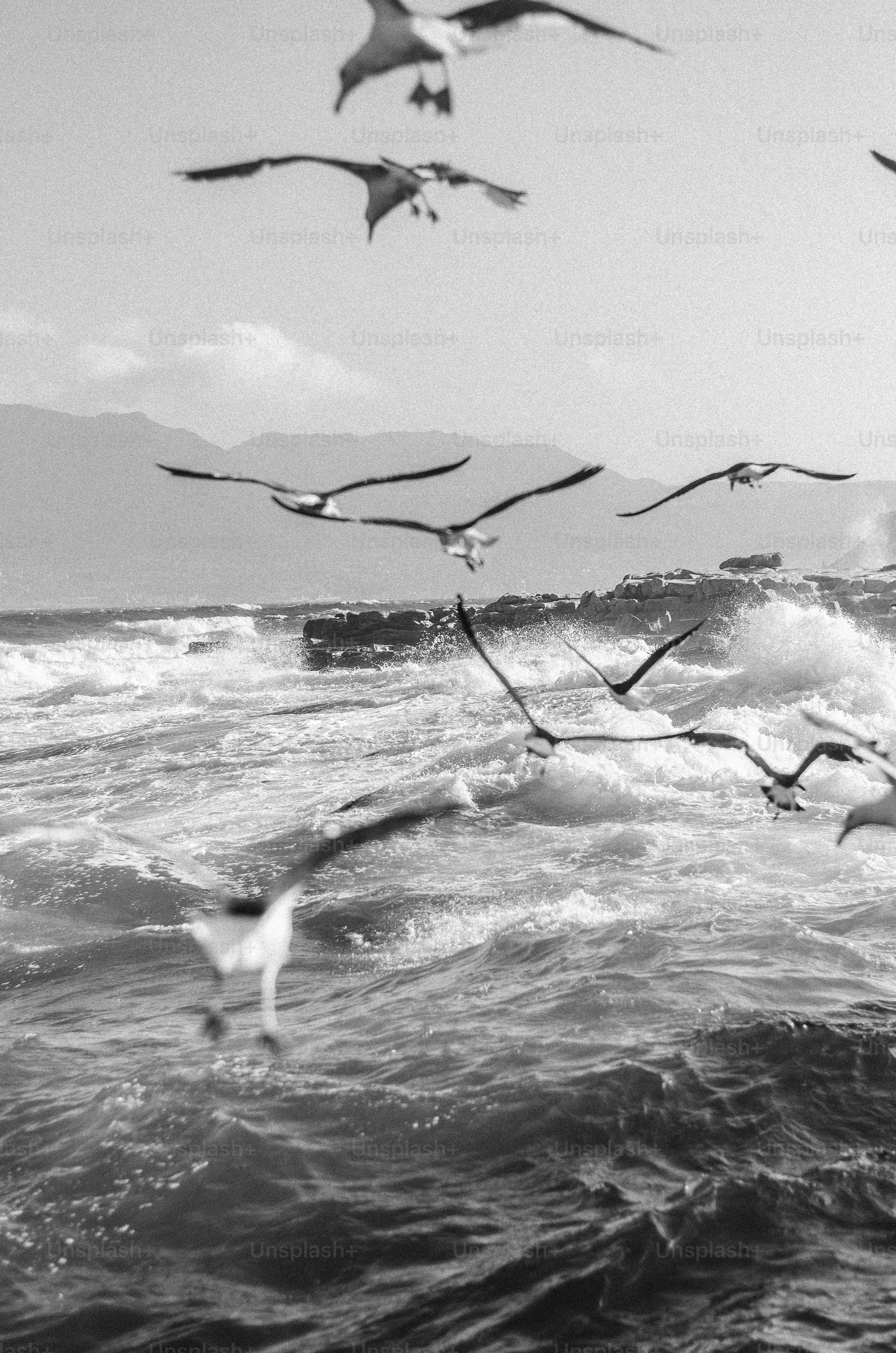 Black and white seagulls flying over rough muizenberg waves