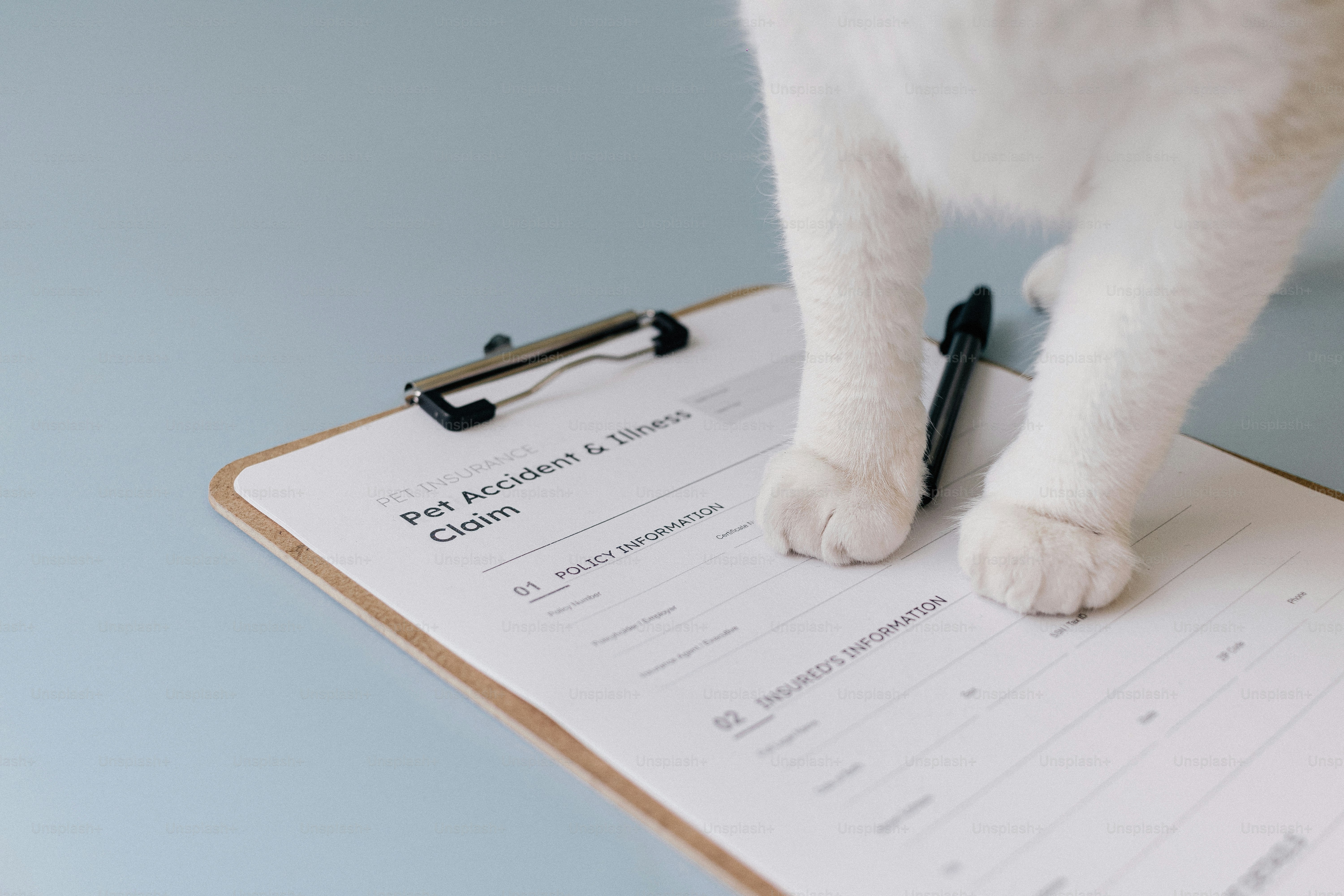 Cat paws on 