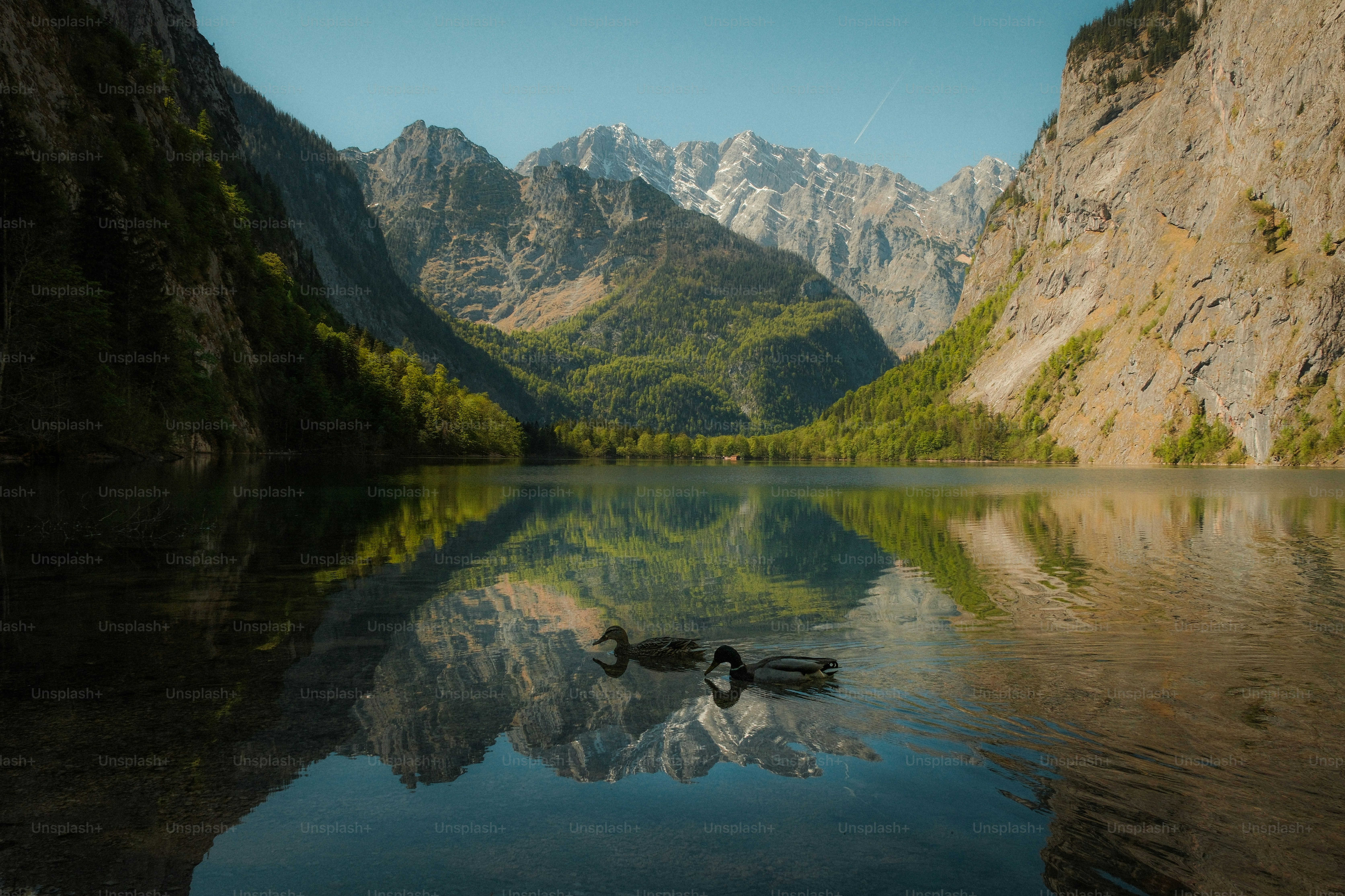 Due anatre su un lago calmo che riflette montagne