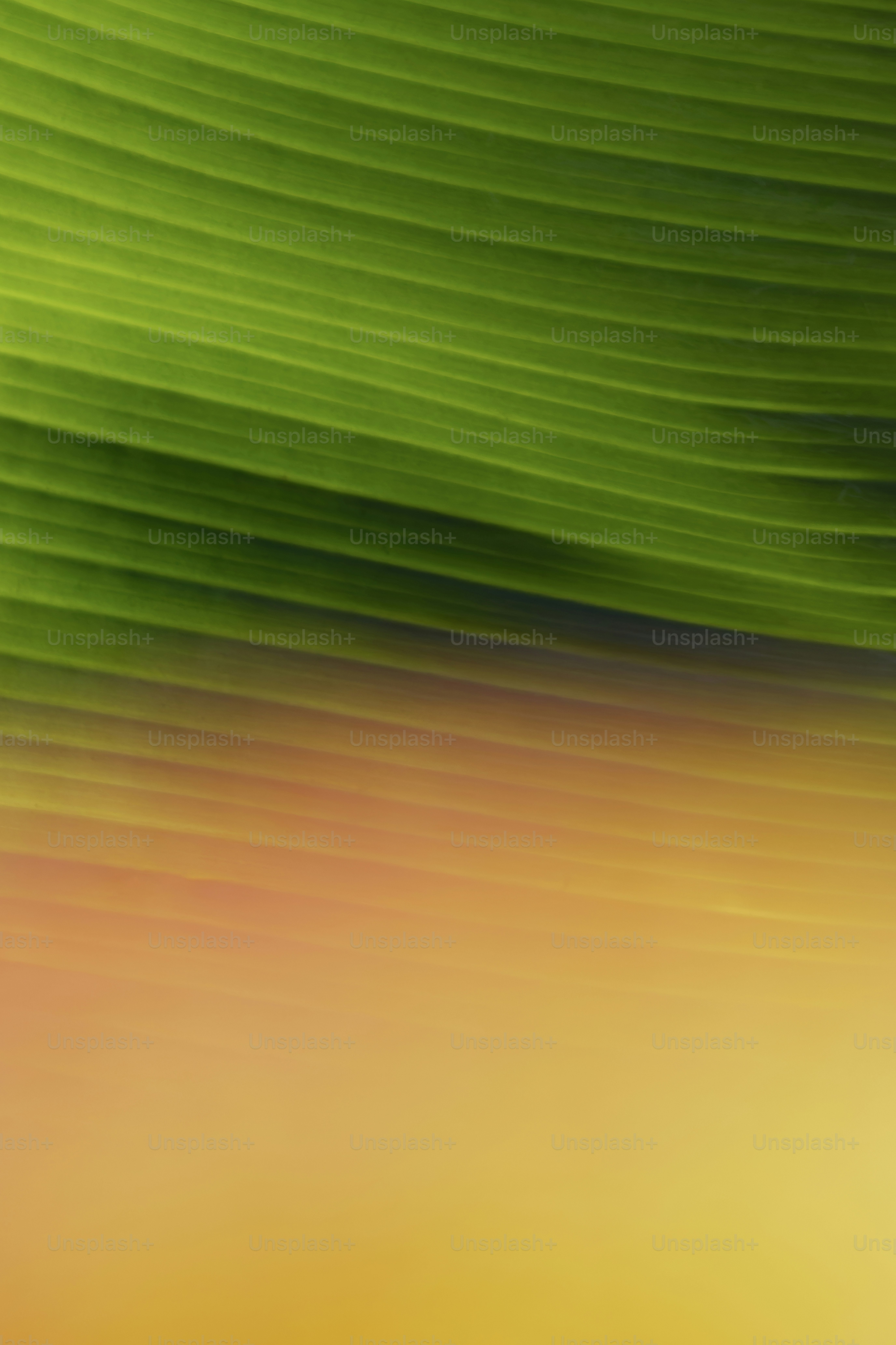 Green leaf with parallel veins against blurred orange