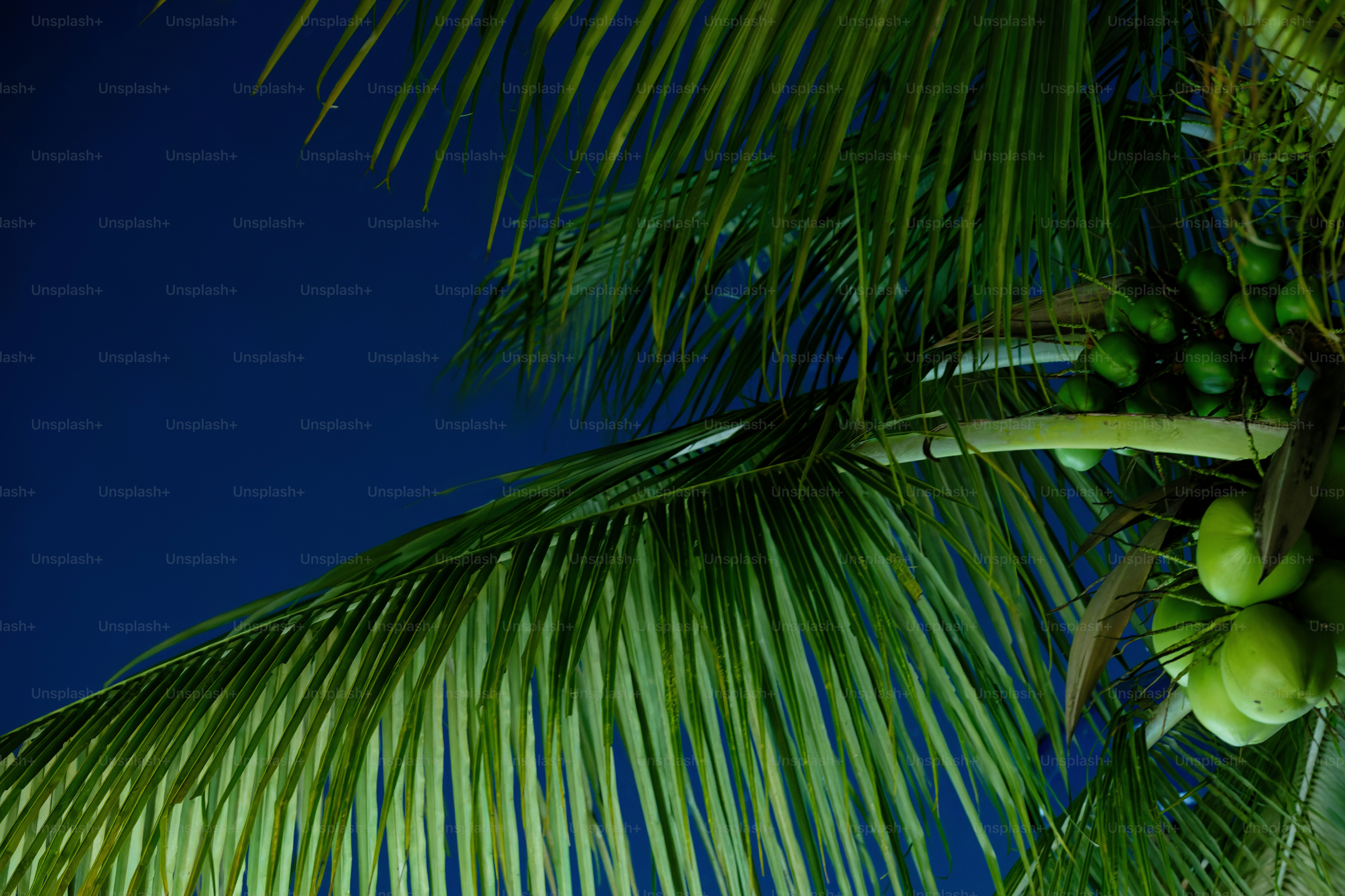 Palm fronds and green coconuts against dark blue sky
