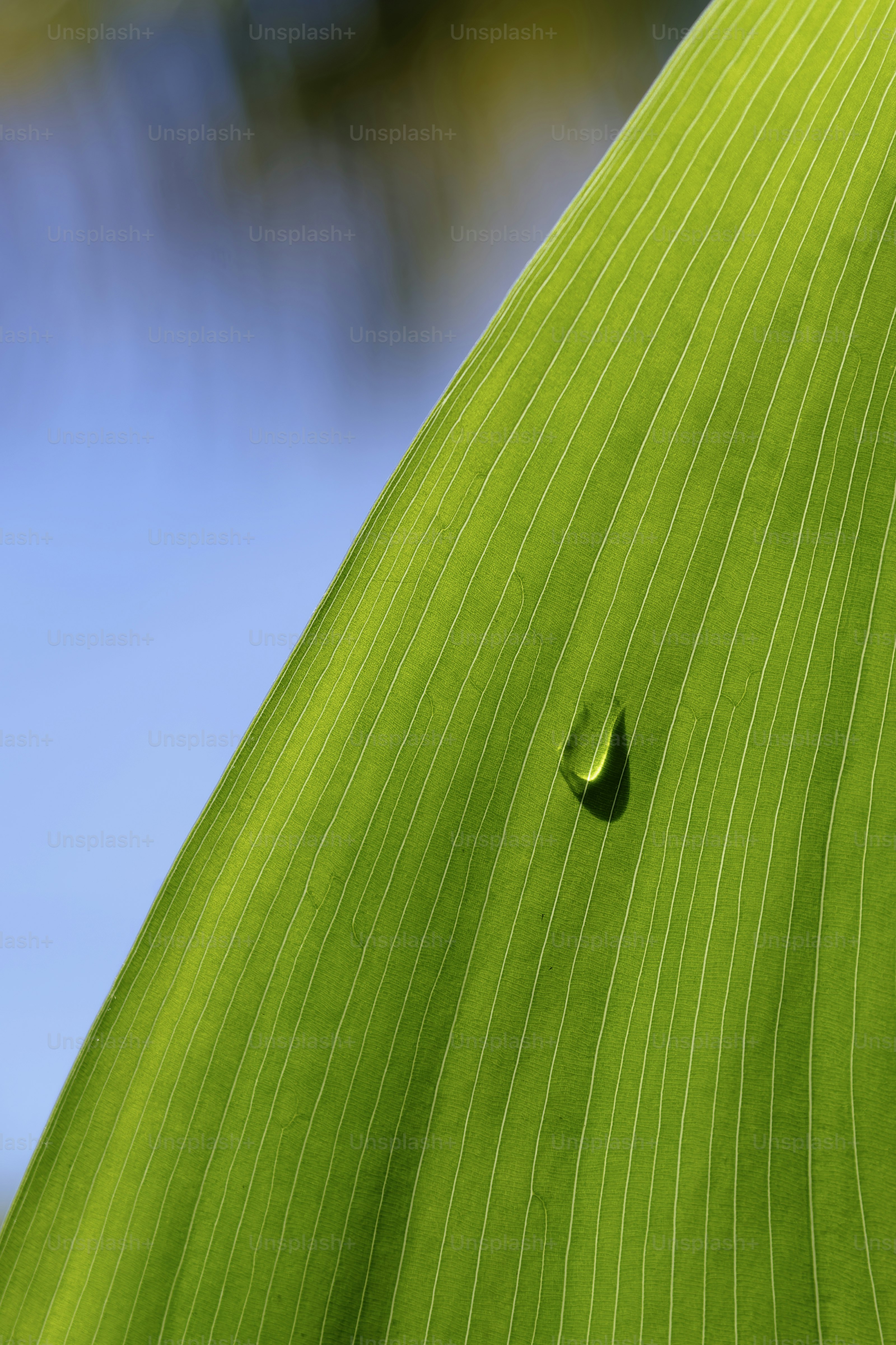 Water droplet on green leaf against blurred blue sky