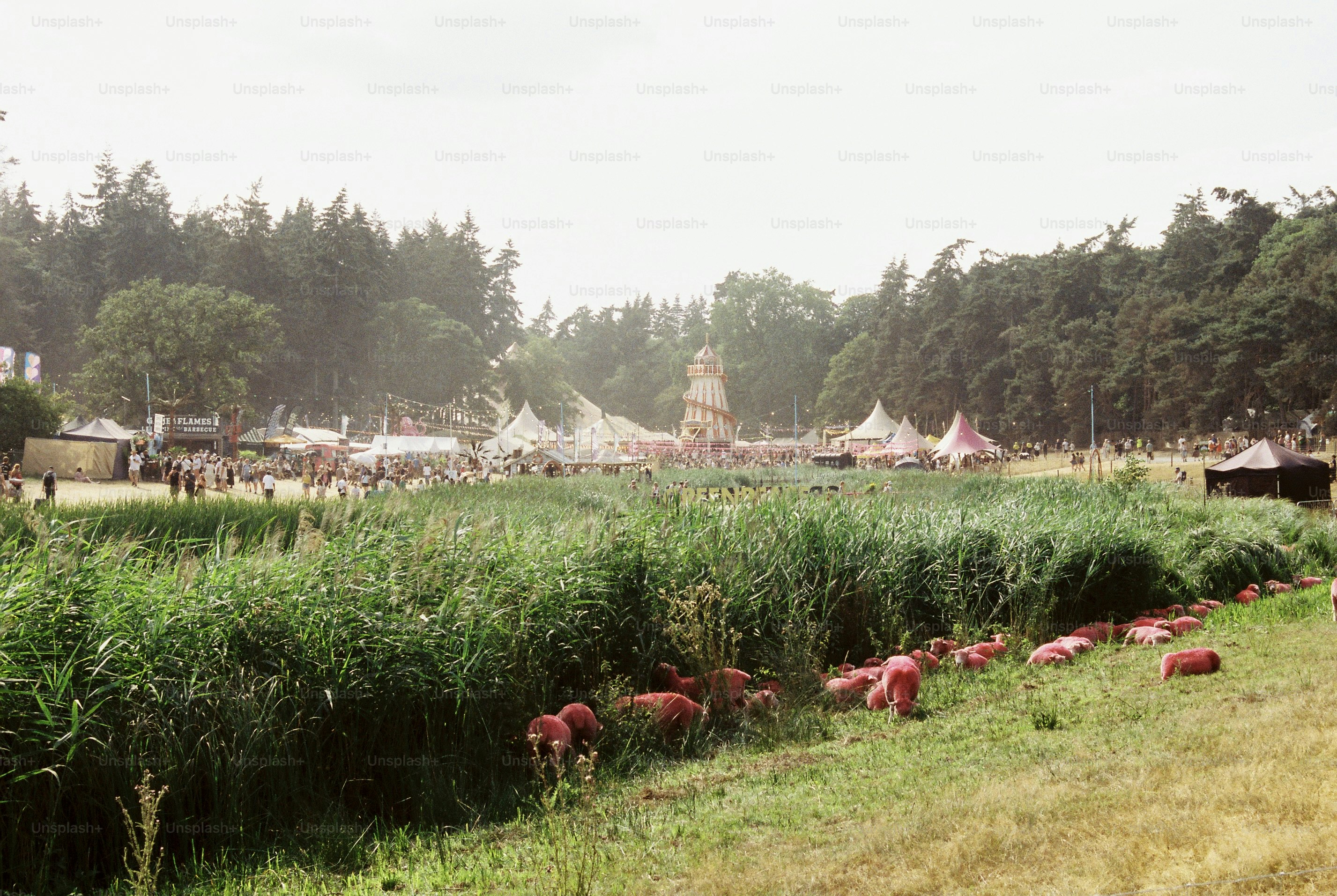 Pink sheep graze by reeds, festival with helter skelter, tipis photo ...