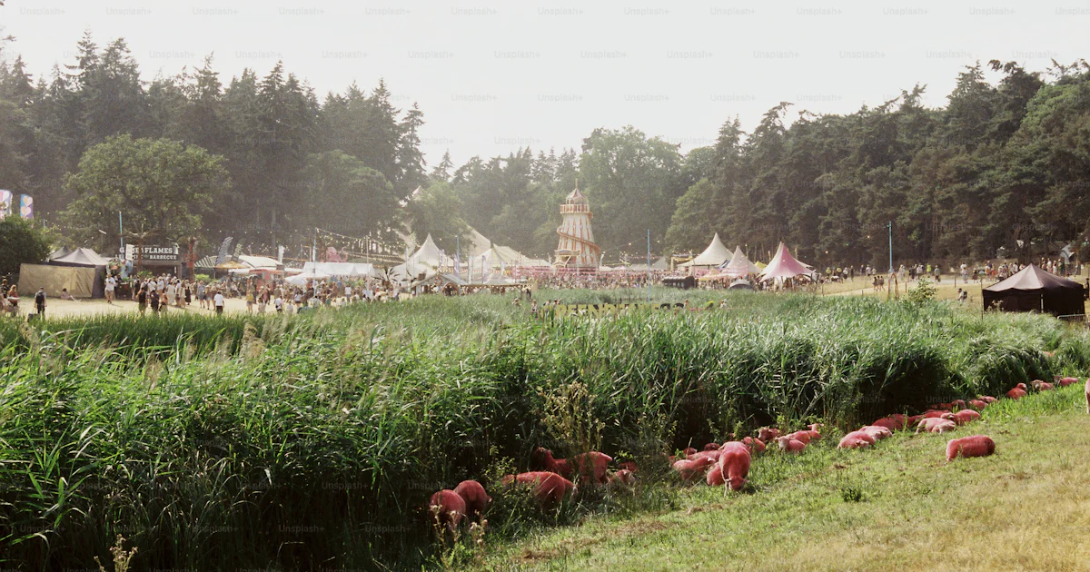 Pink sheep graze by reeds, festival with helter skelter, tipis photo ...