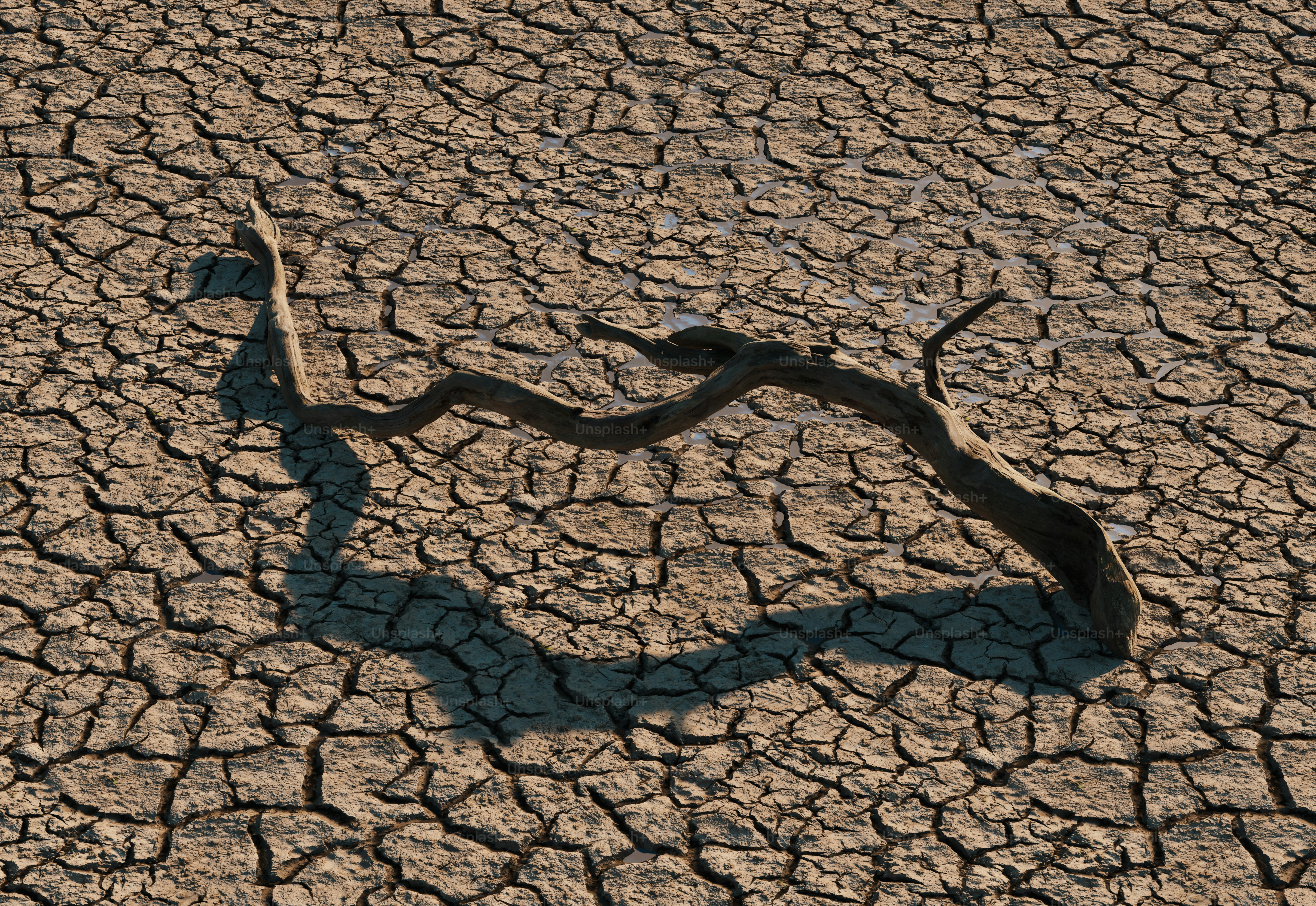 Dead branch on dry cracked earth