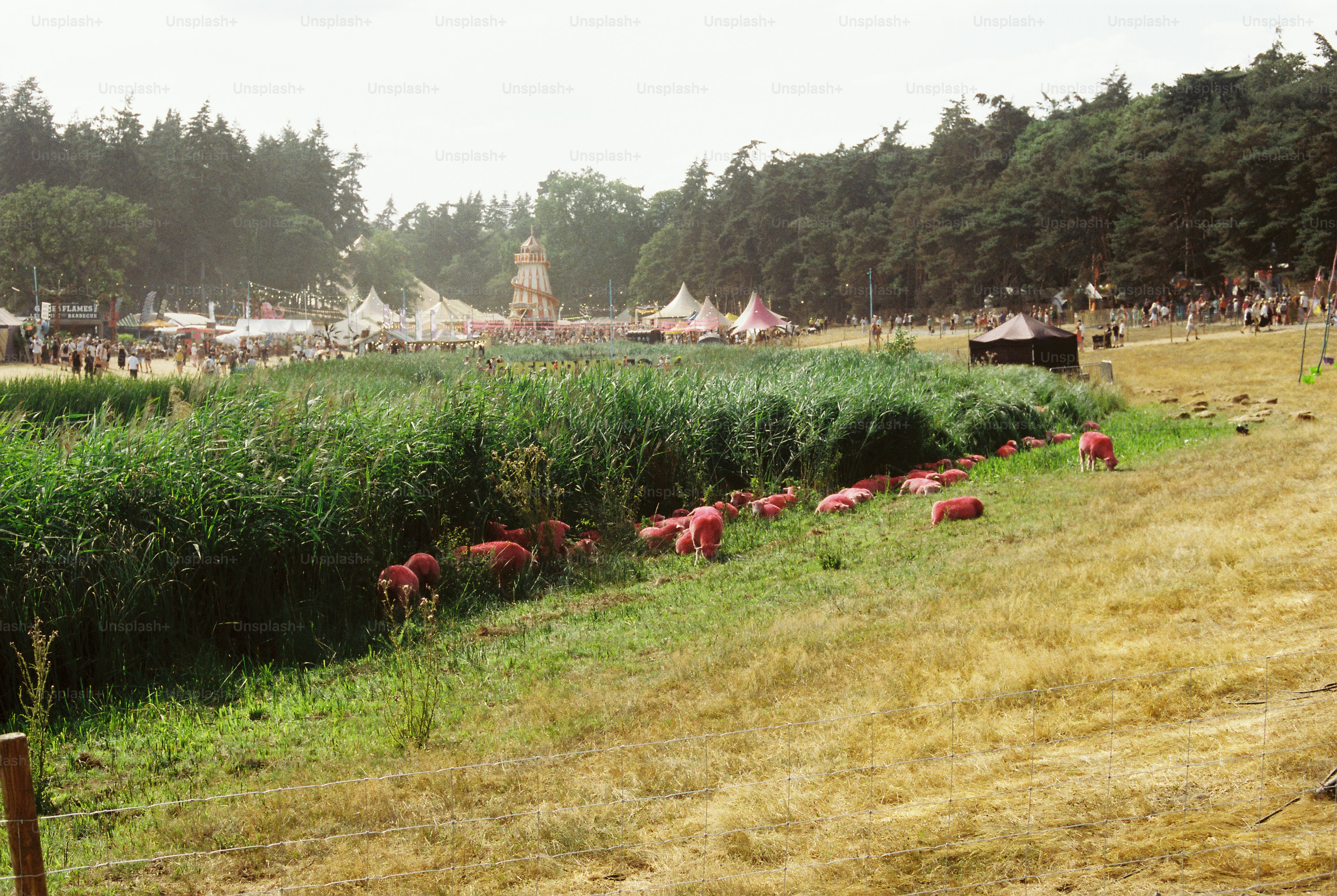 Sculptures de moutons roses le long du rosellier lors d’un festival