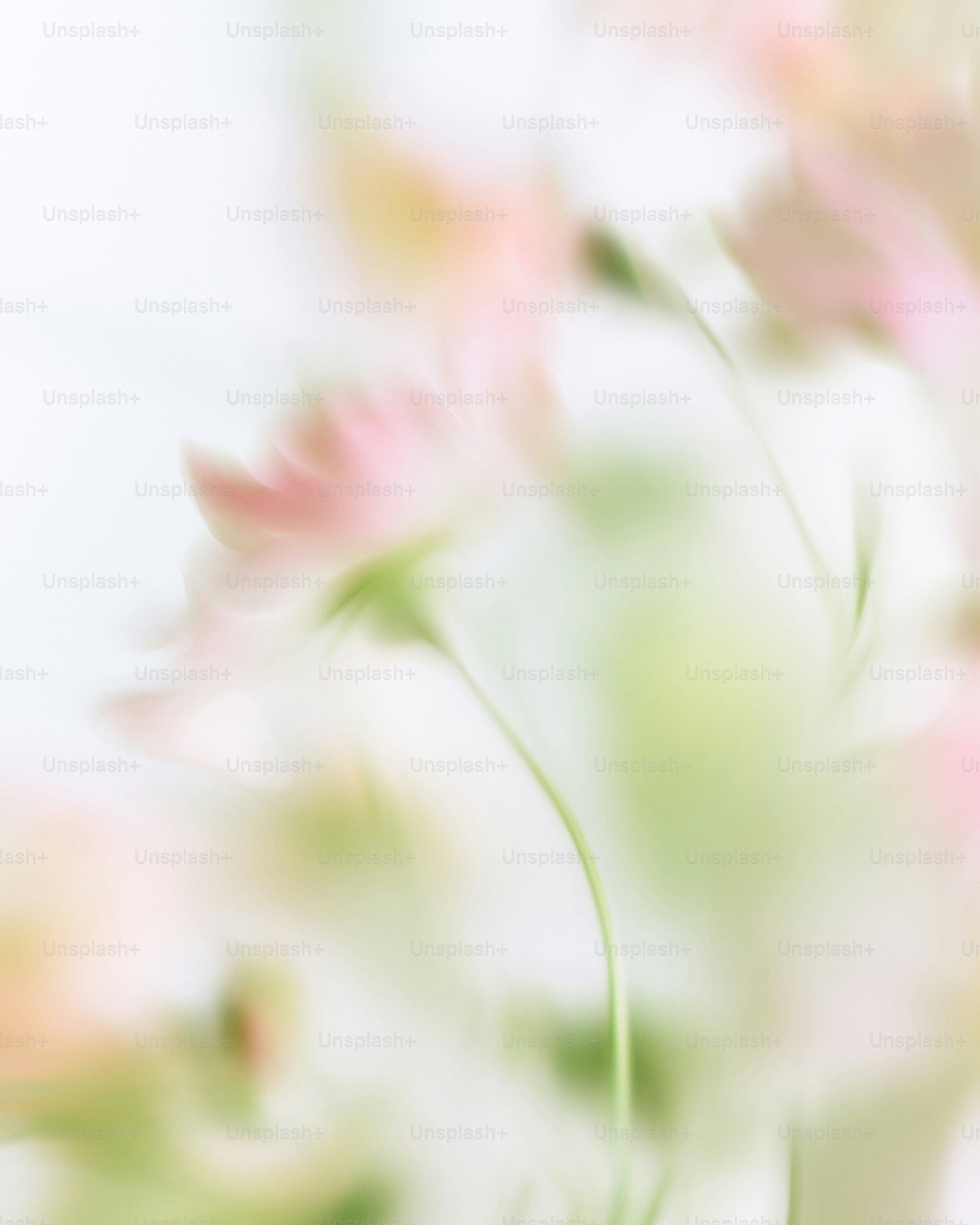 Ethereal pink and green botanical blur
