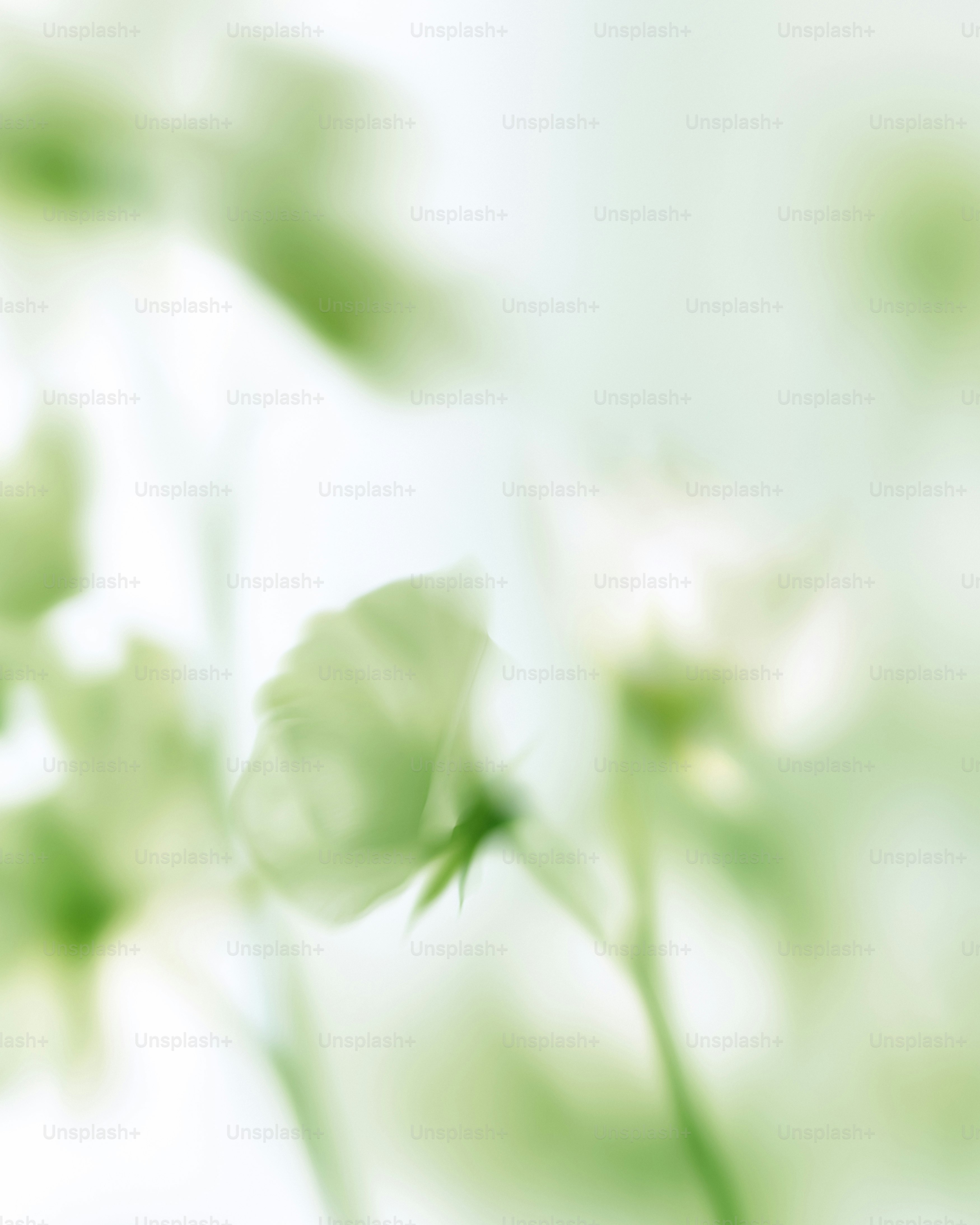 Soft focus white flowers with gentle green bokeh