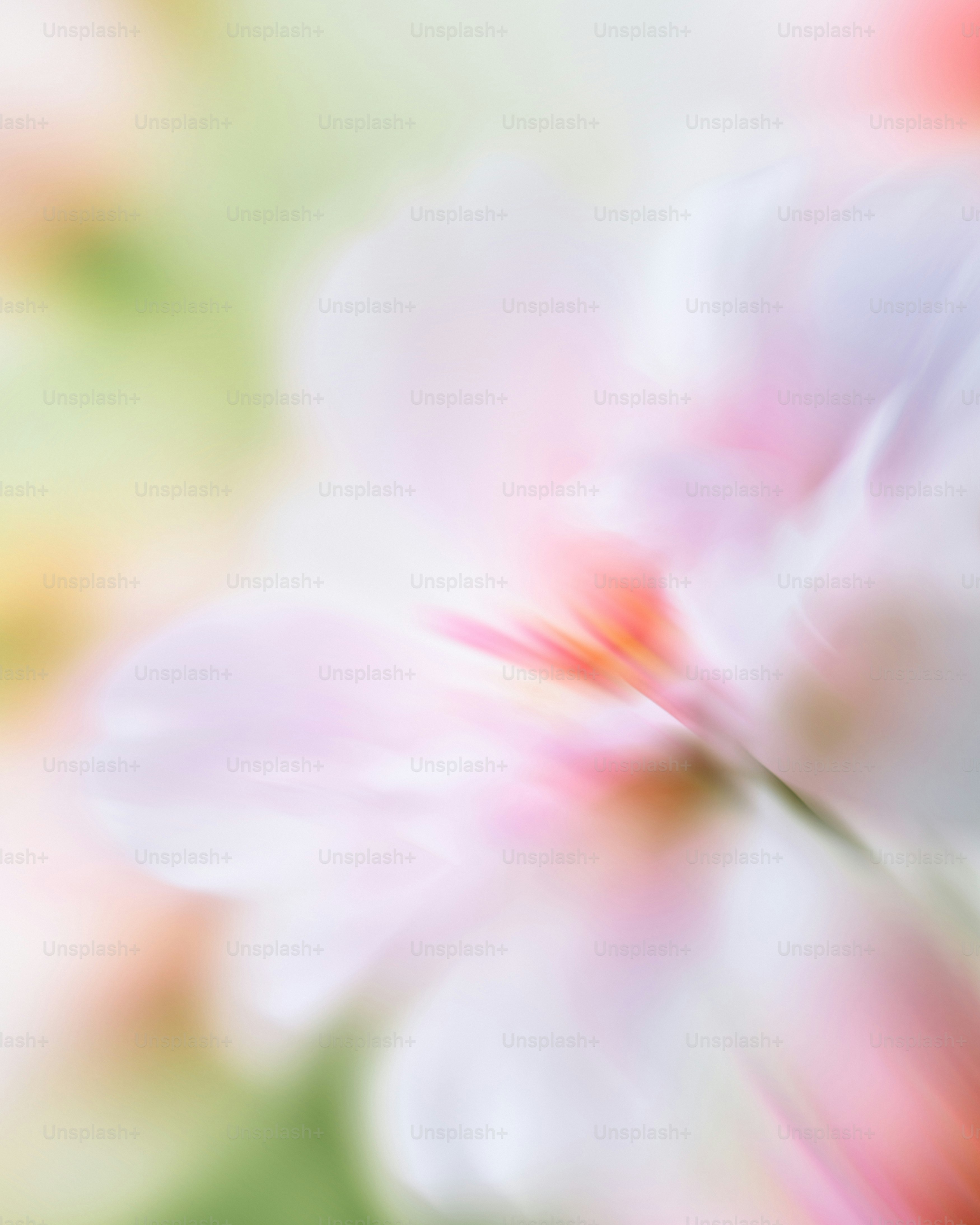 Soft pink and white floral abstraction