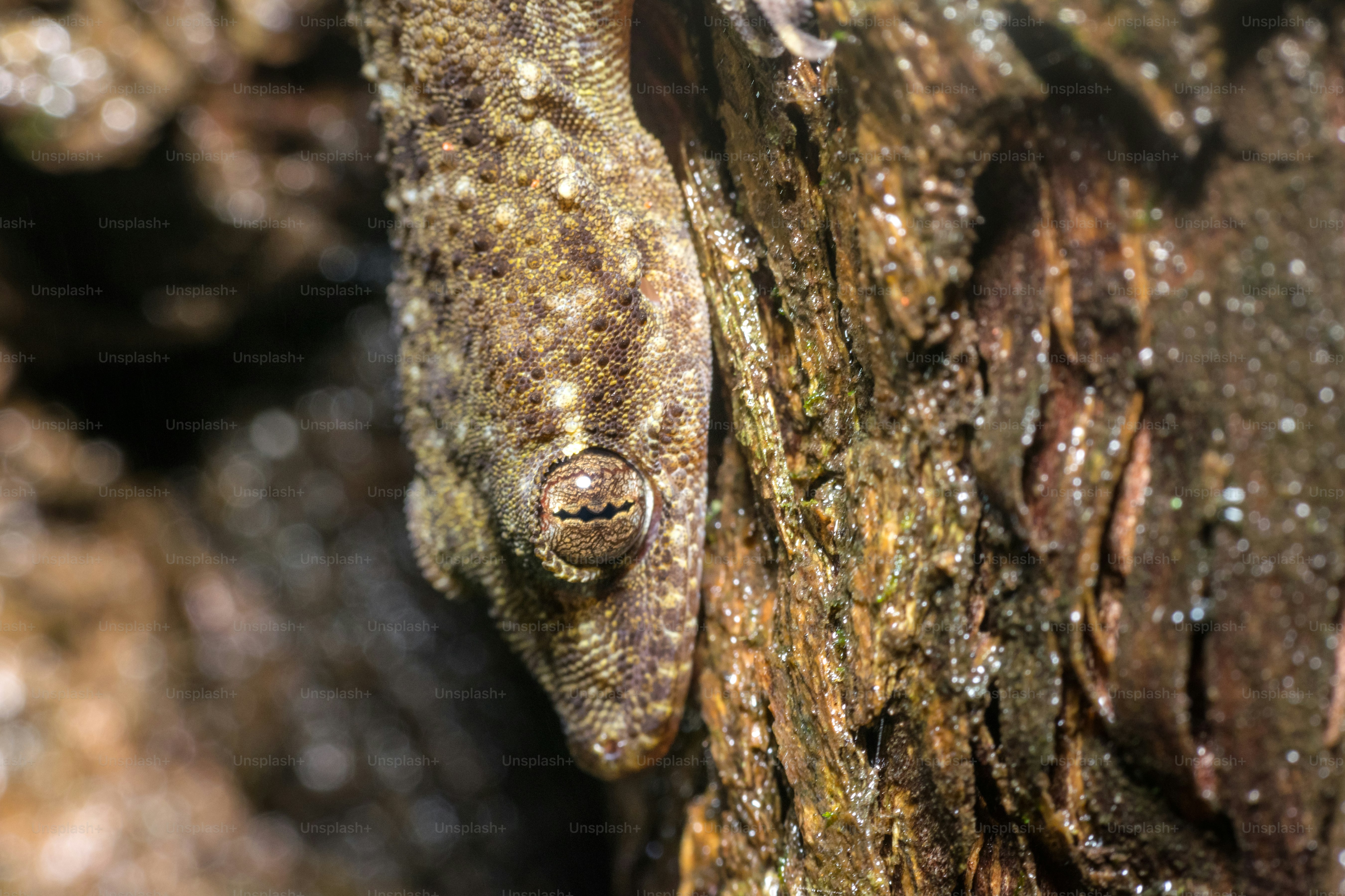Gecko tacheté camouflé sur l’écorce d’un arbre à Matheran