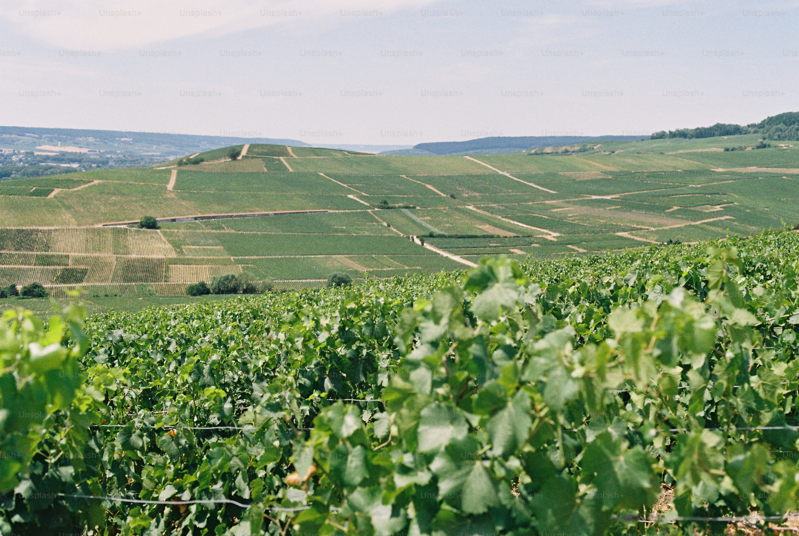 Green grapevines cover rolling hills in a vineyard landscape