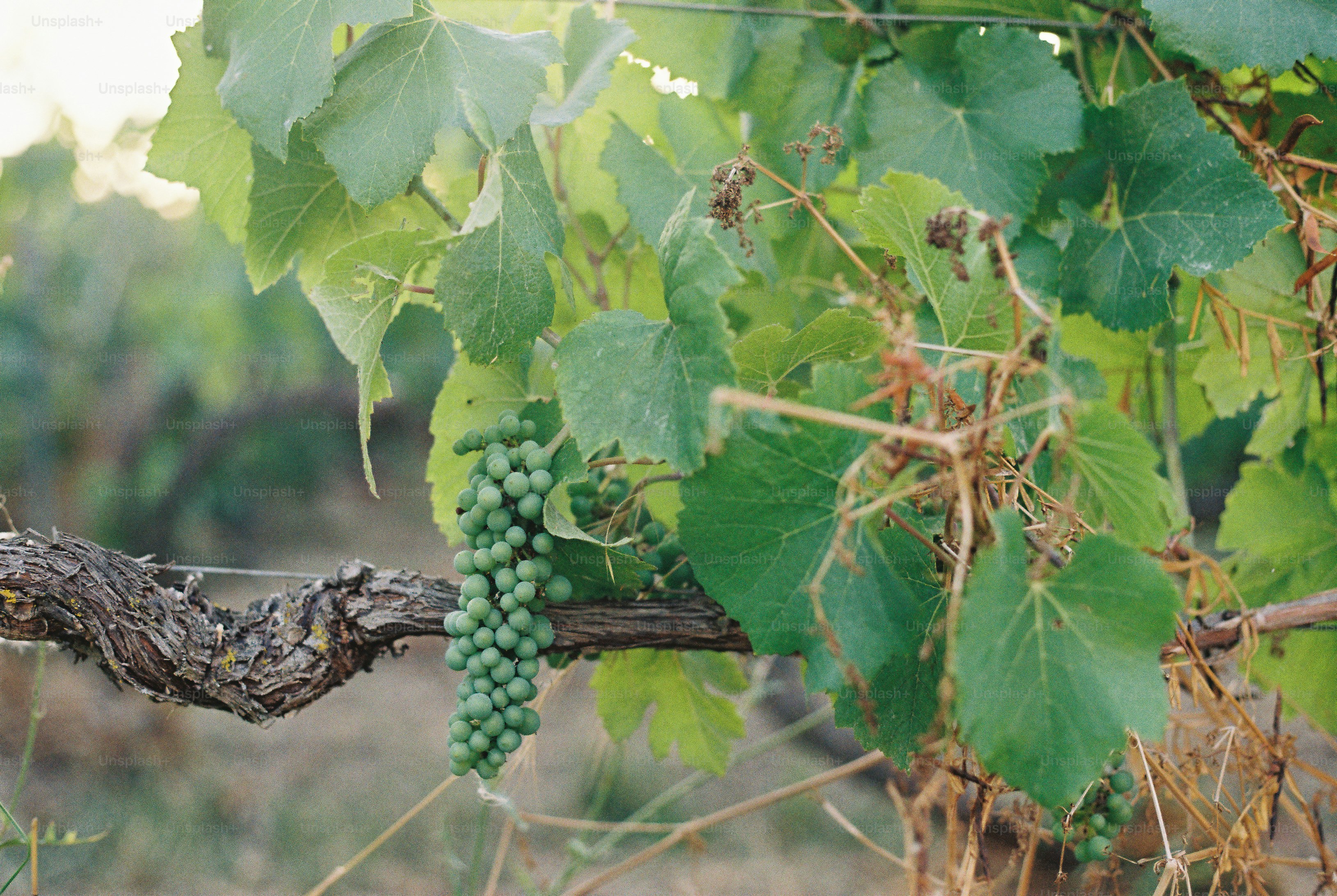 Unripe green grapes on a gnarled grapevine