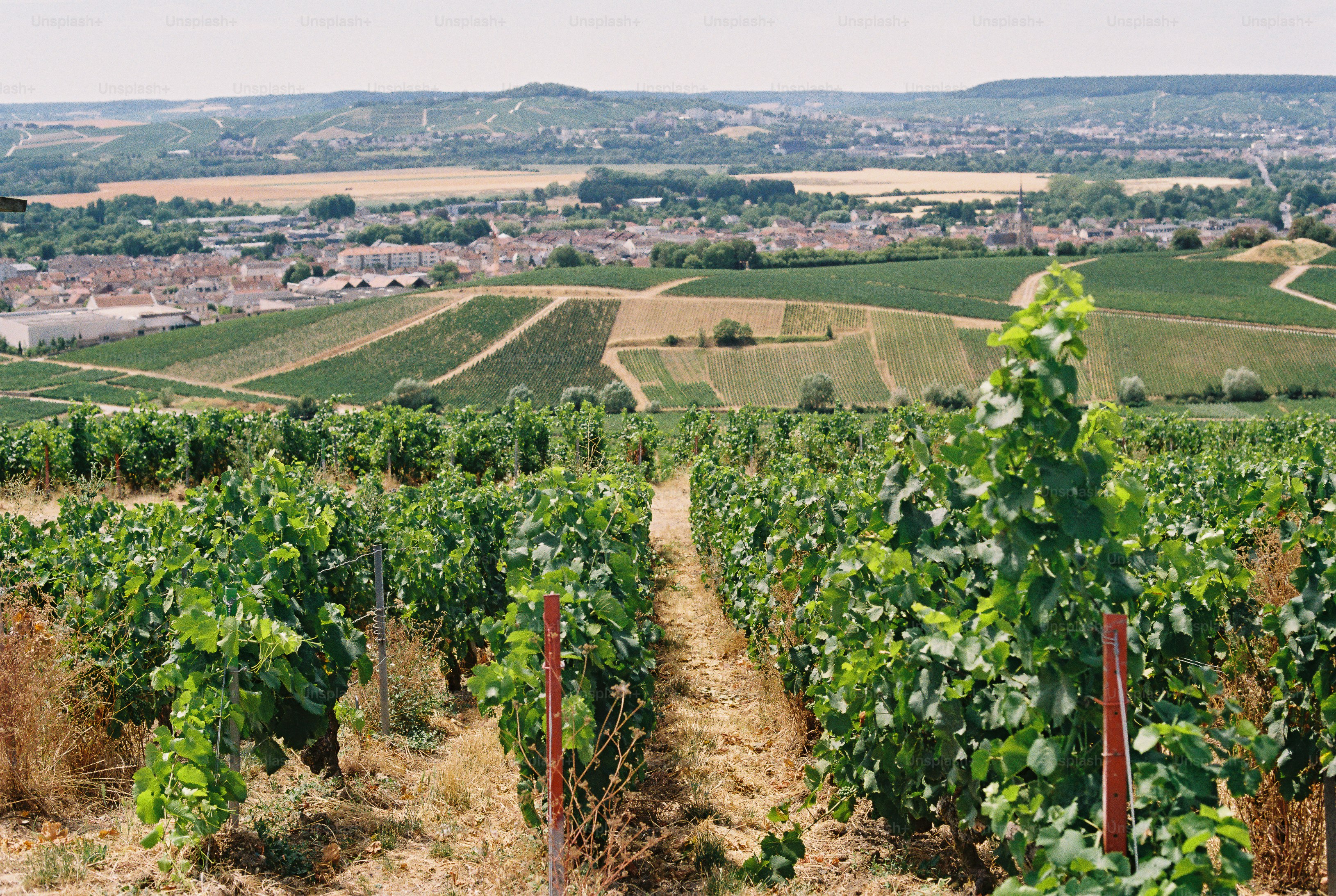 Vineyard rows overlooking a town and valley