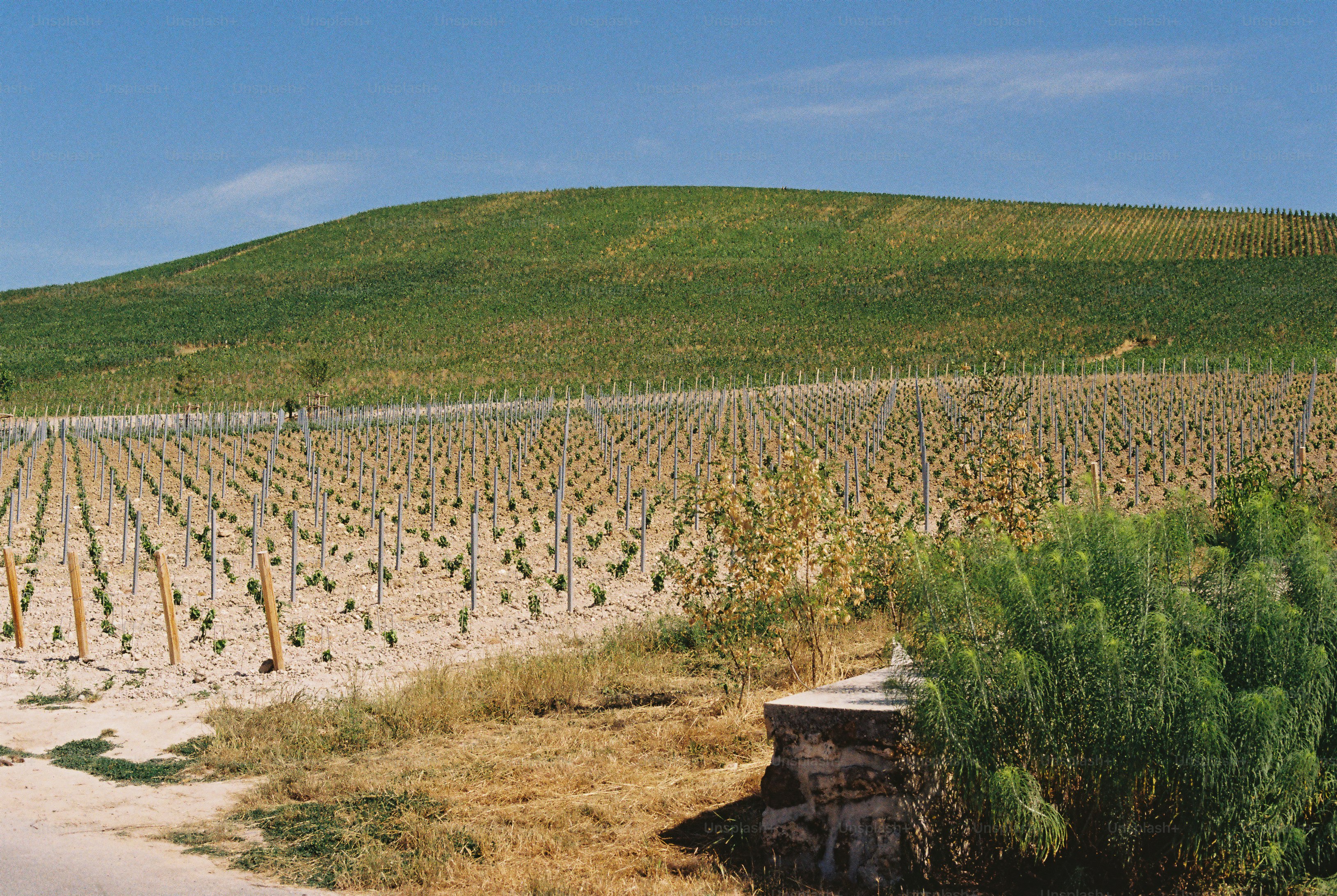 Vineyard with green hill under a blue sky