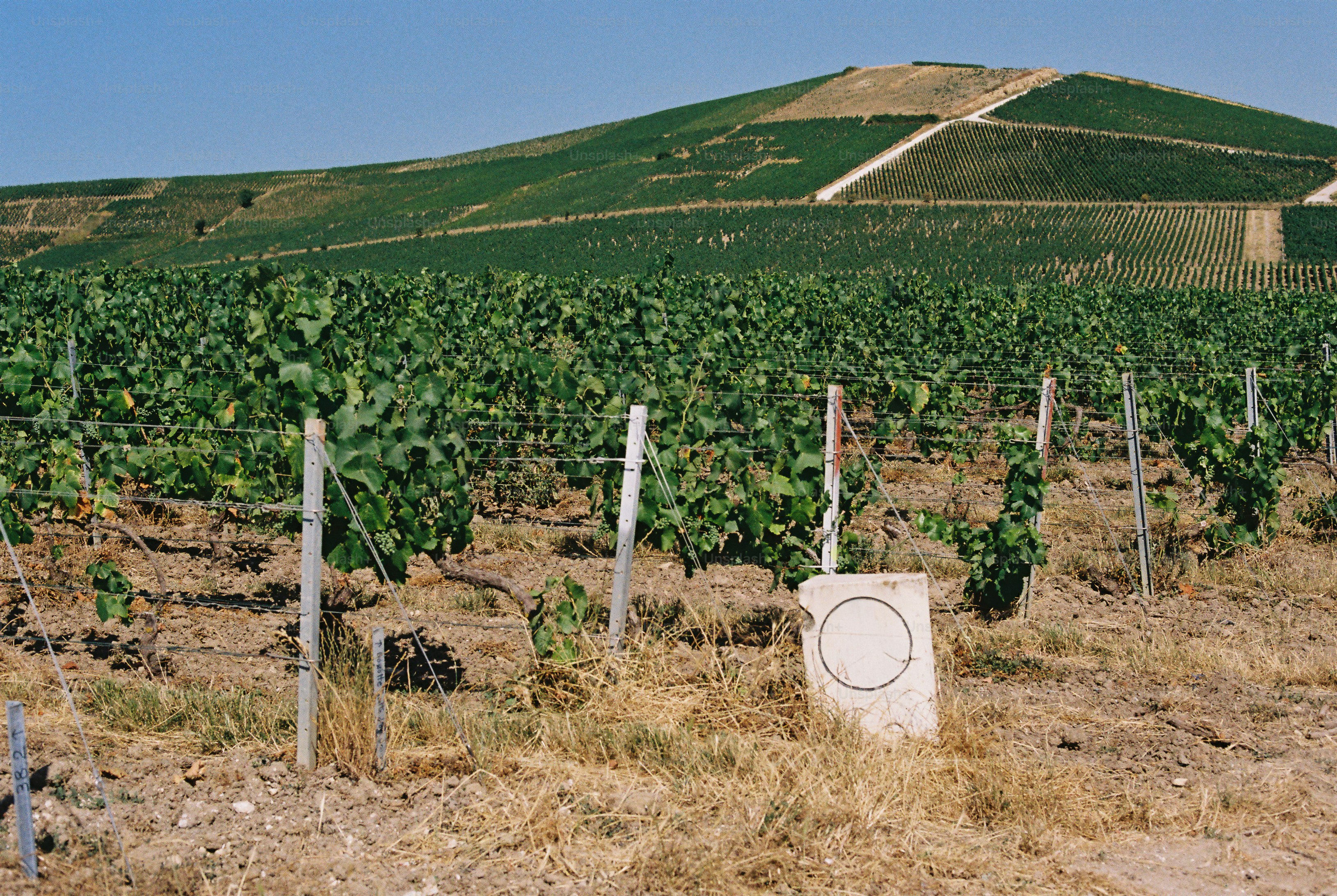Vineyard rows on rolling hills with a stone marker