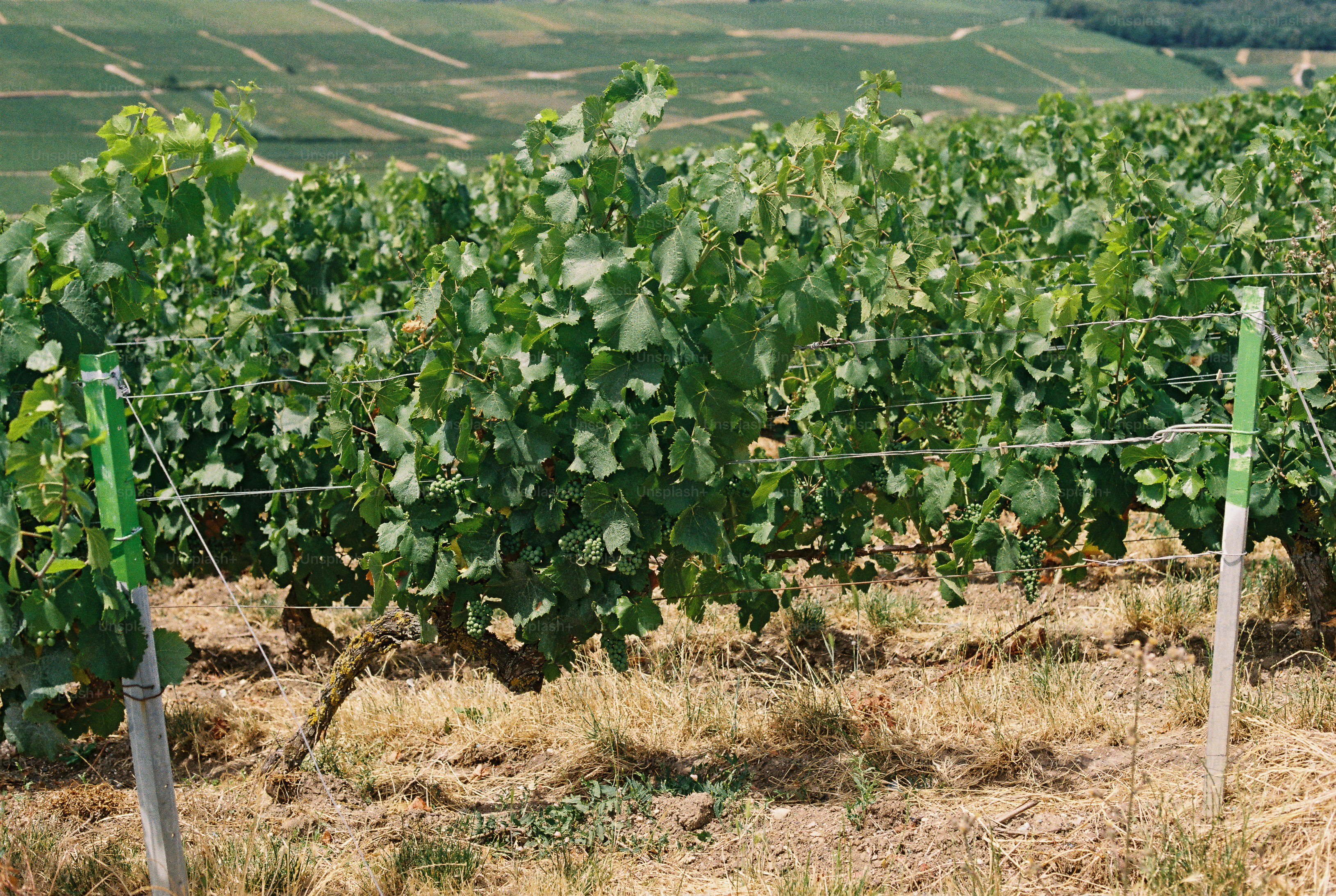 Vineyard rows stretching across sunny hills