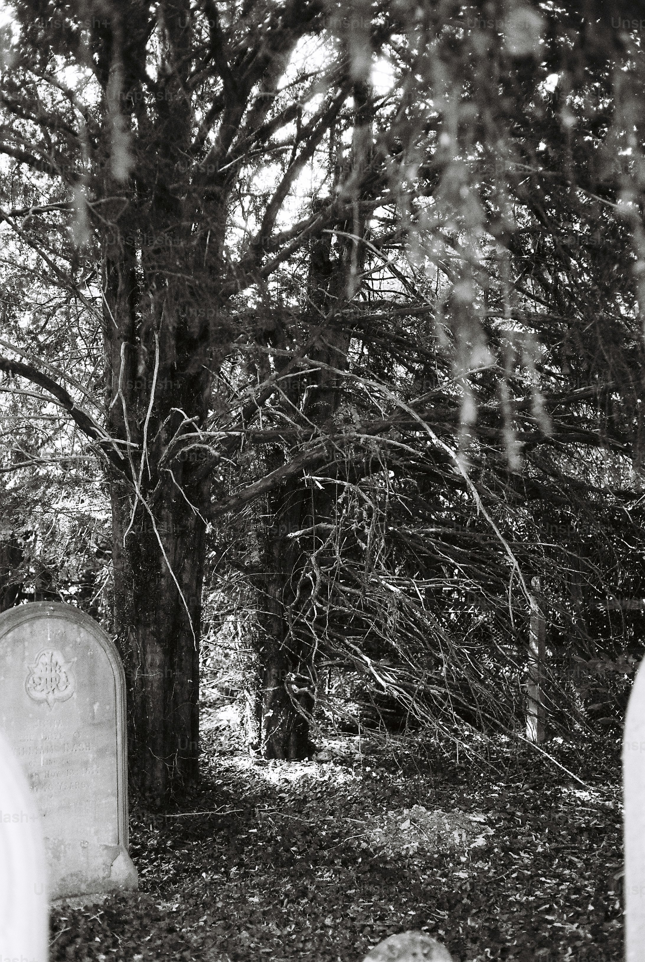Black and white gravestones under tangled trees