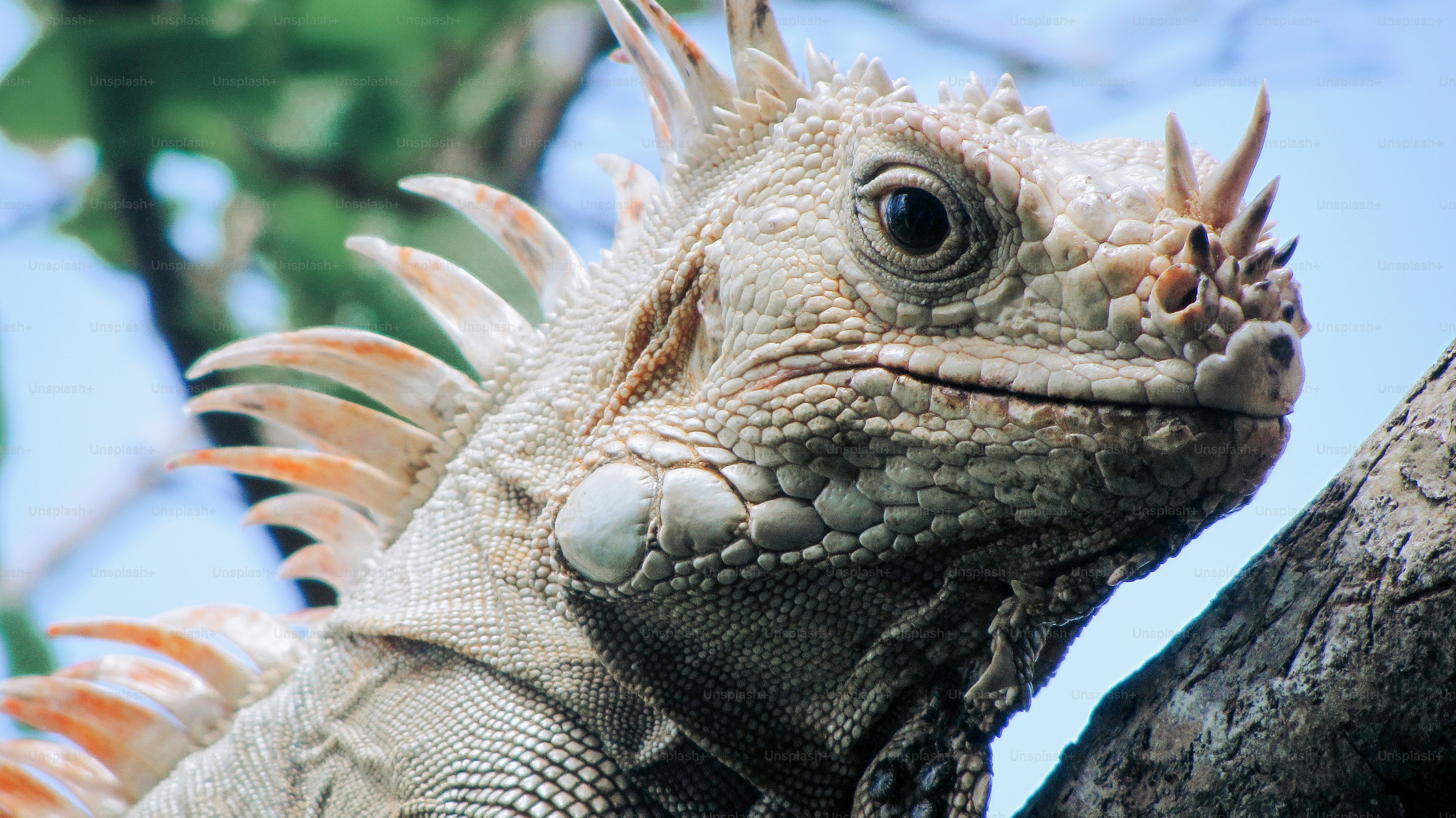 Un primo piano di un'iguana pallida con scaglie spinose appollaiata su un ramo d'albero