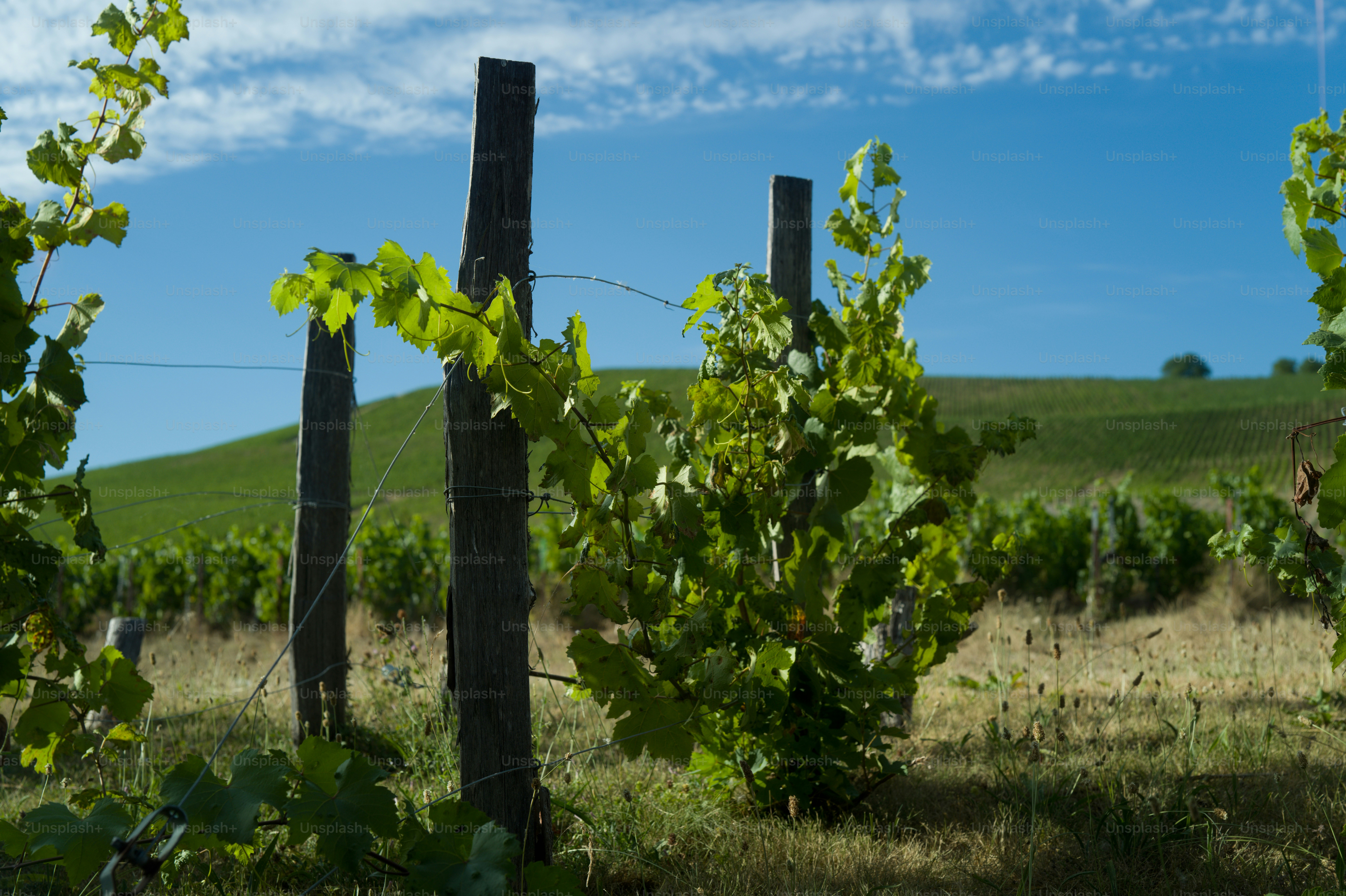Champagne grapevines with rolling green hills