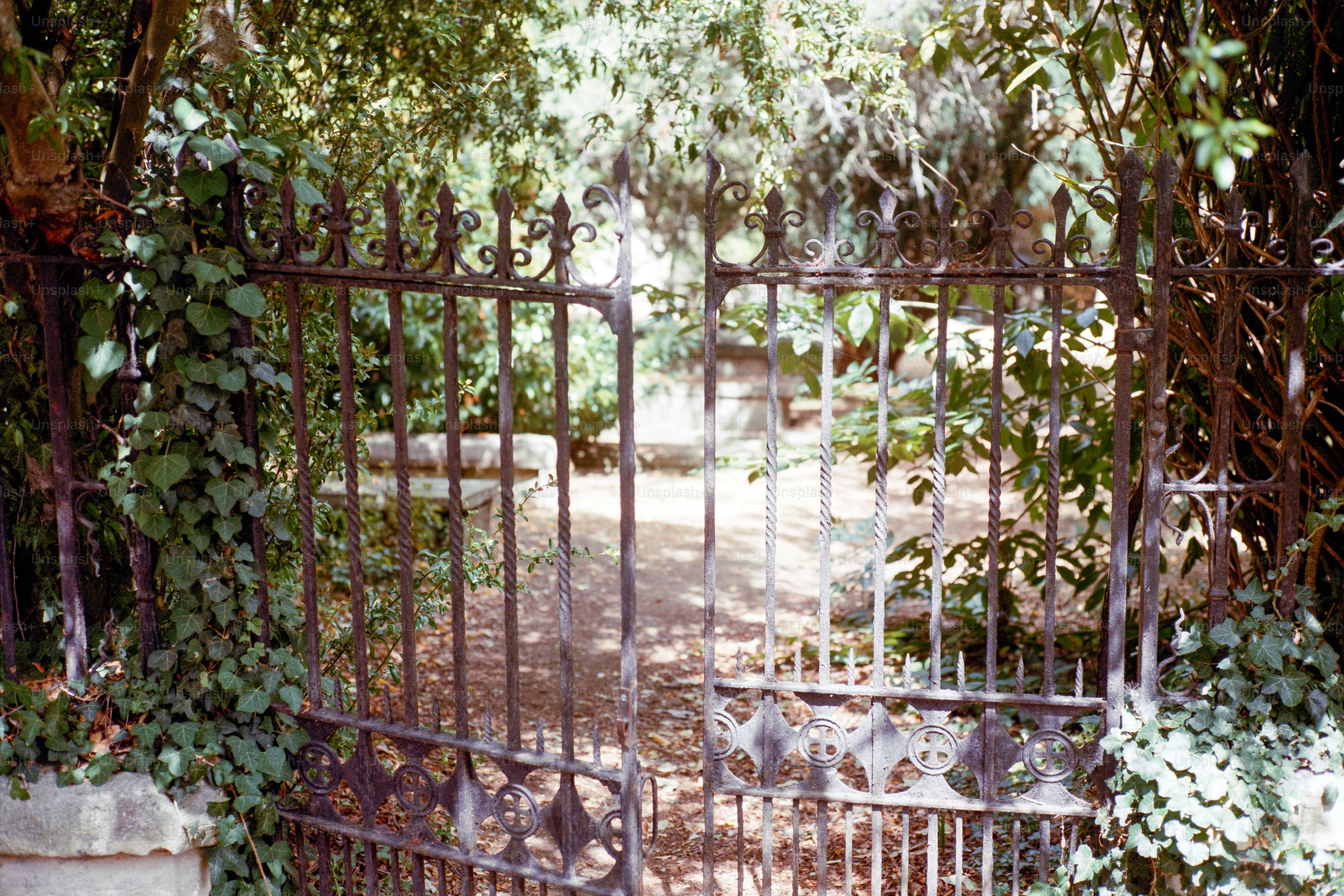 Rustic cemetery gate ajar amidst overgrown foliage