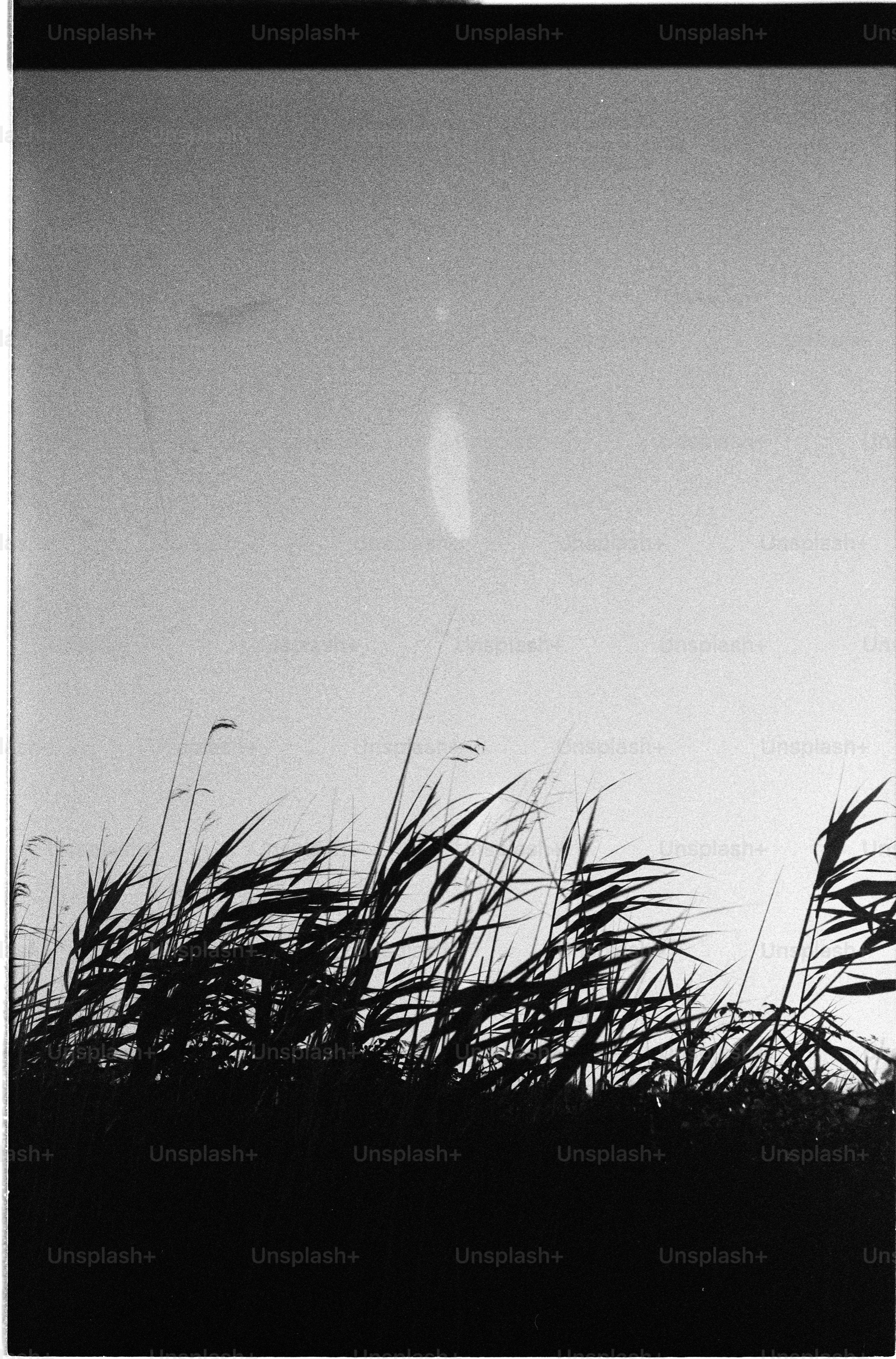 Tall grasses silhouetted against bright sky