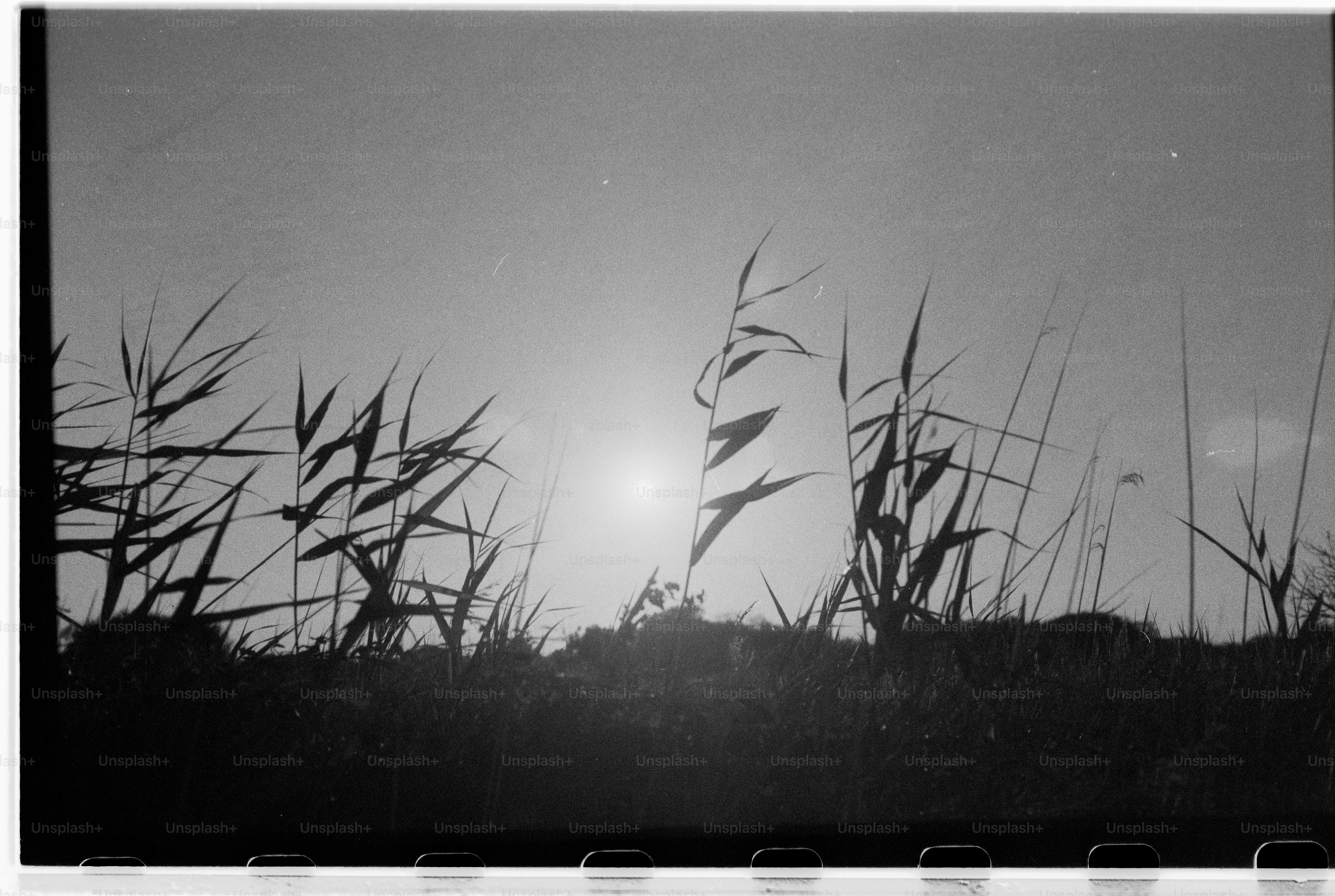 Silhouetted grasses against bright sun in black and white.
