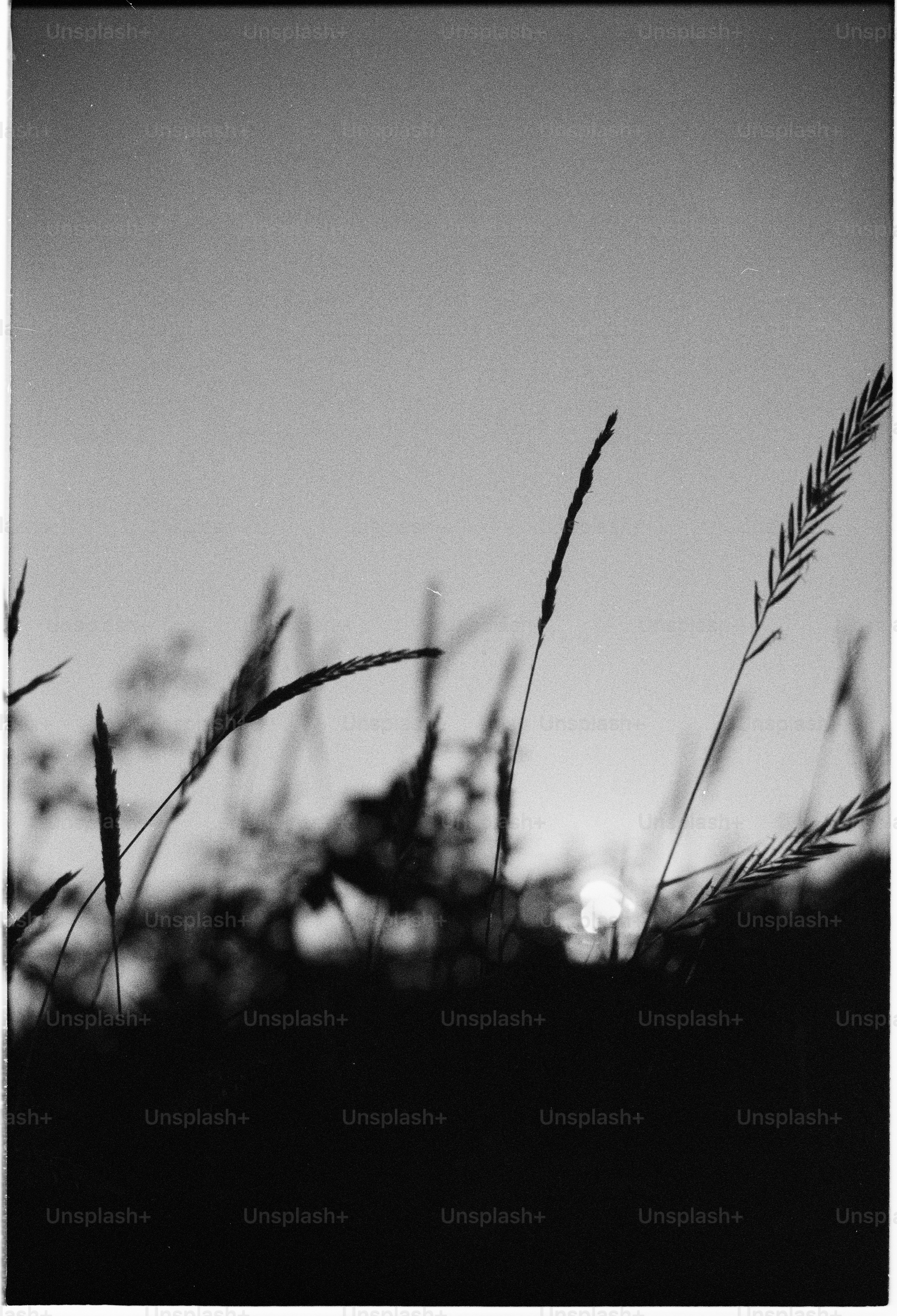 Dramatic black and white grass silhouette at sunset