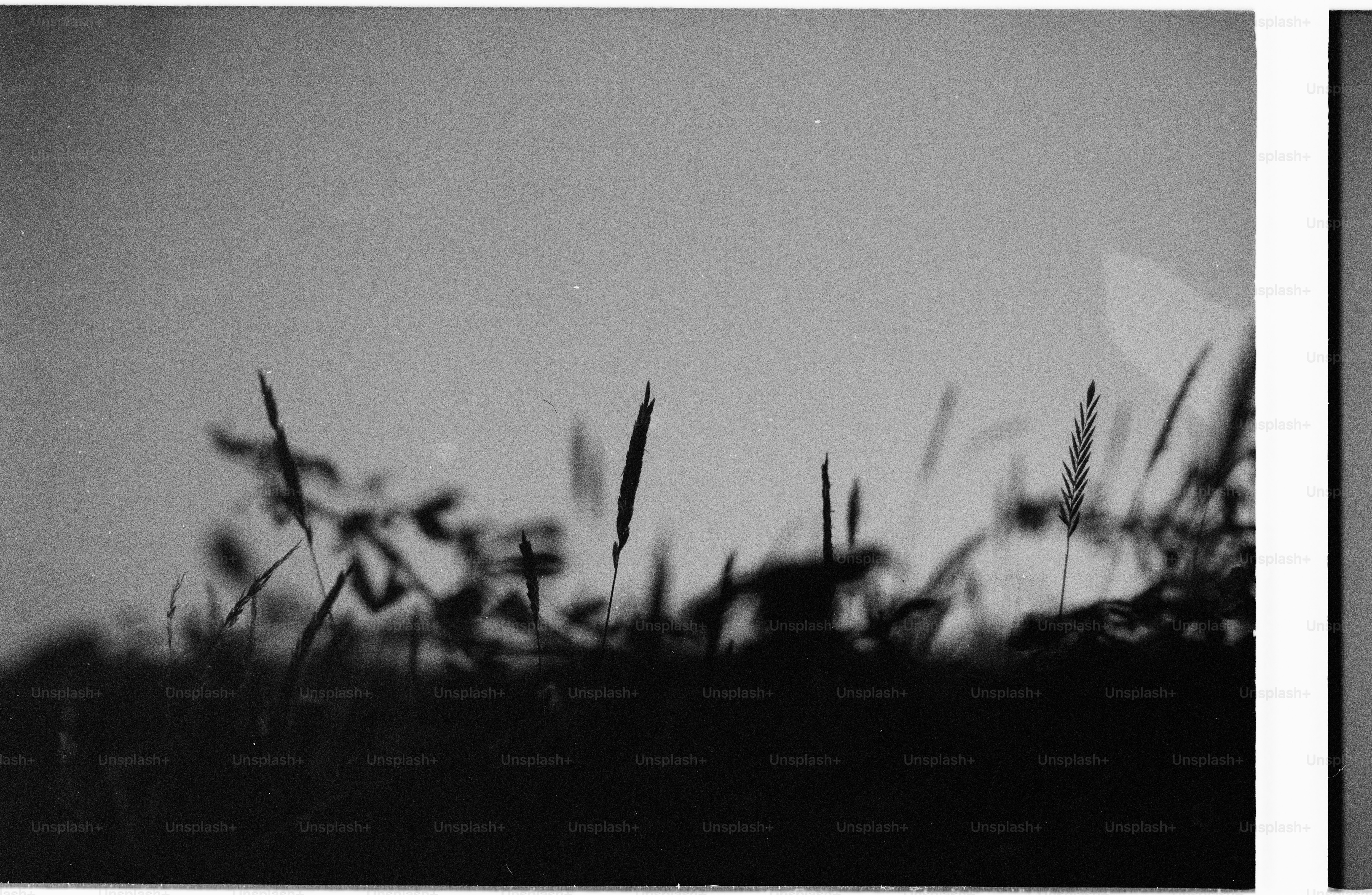 Black and white grass silhouette against bright sky