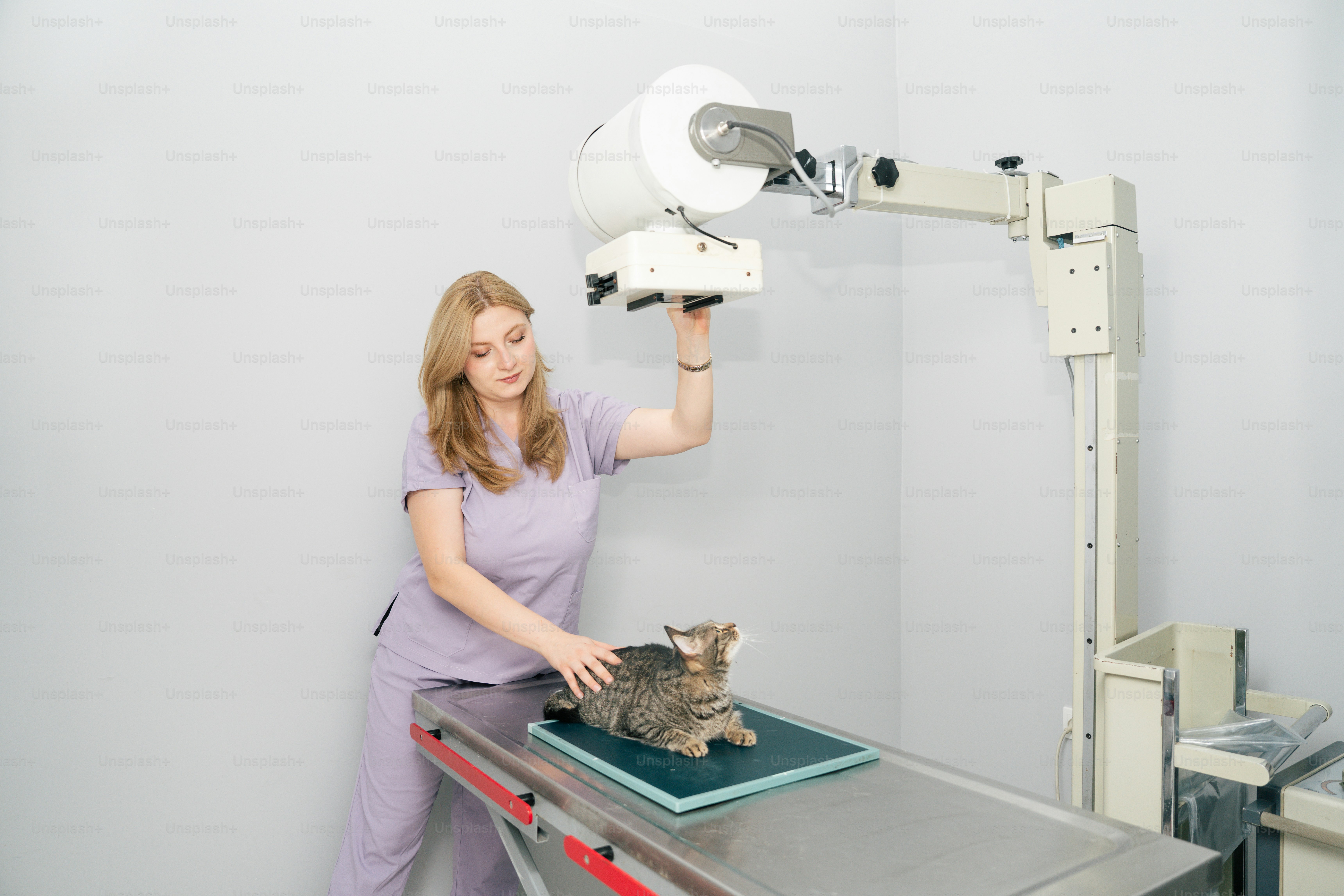 Veterinarian x-raying cat on examination table