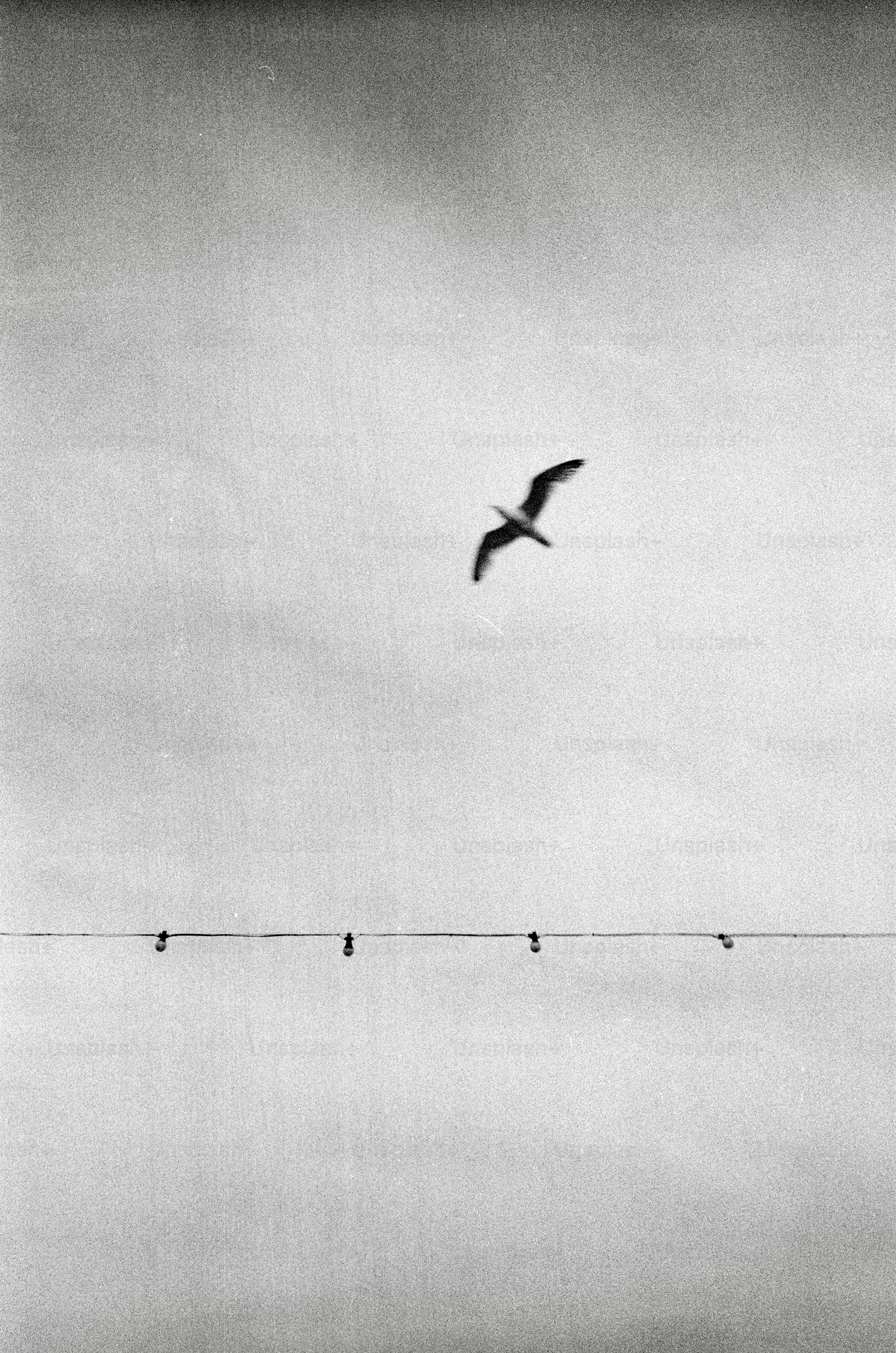 Seagull flying above a clothesline with pins