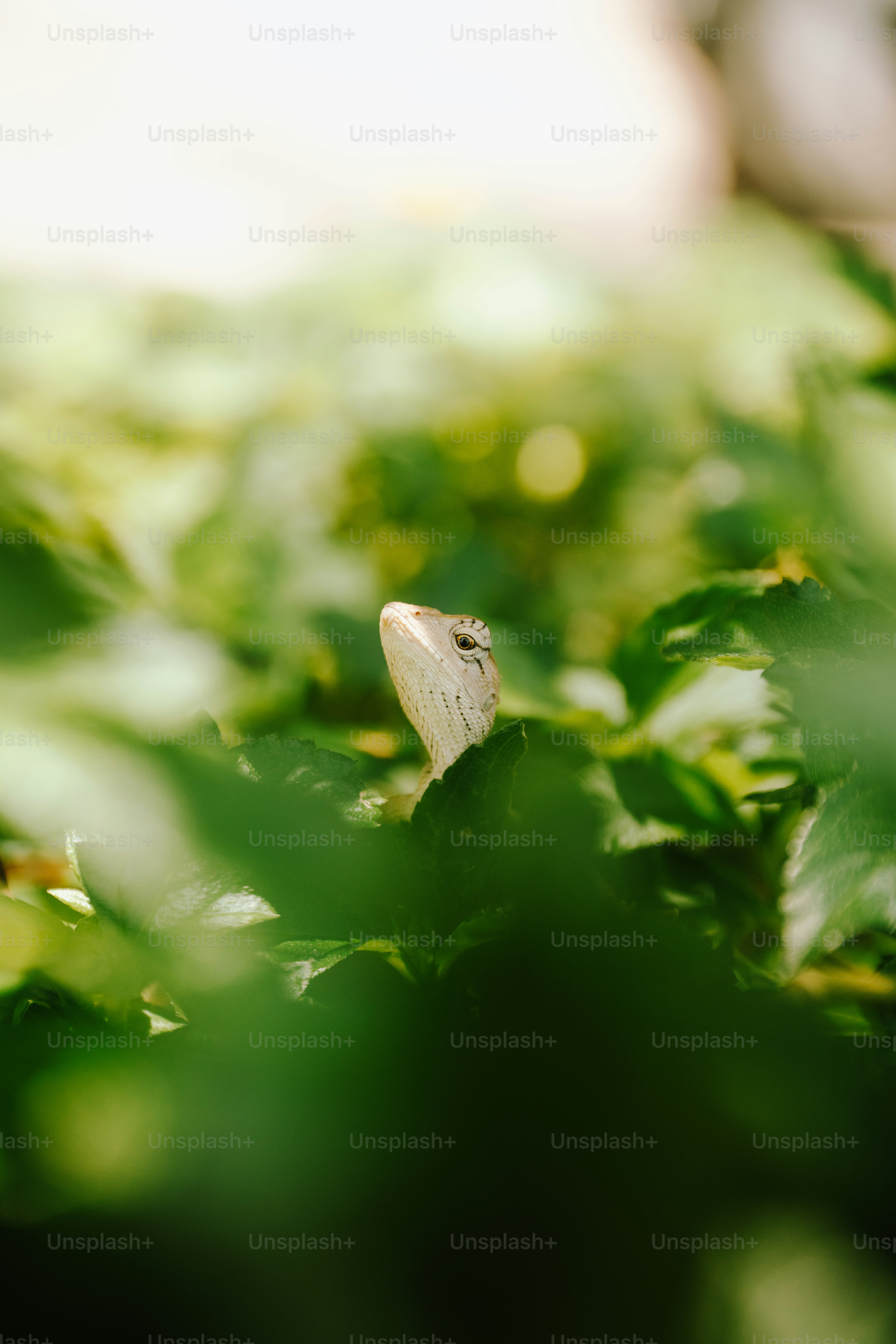 Agamidae lizard peeking through green leaves
