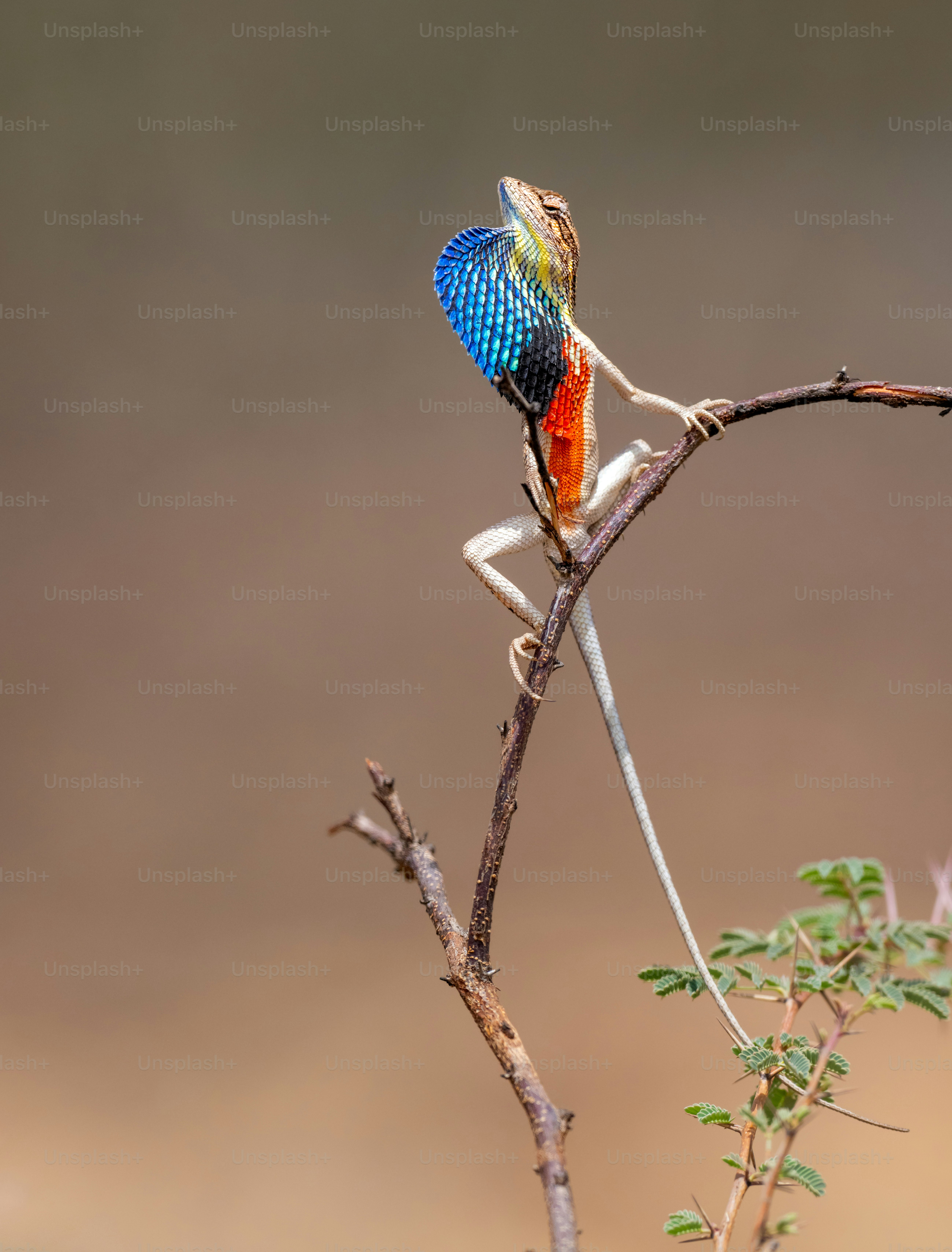 Lagarto exibindo garganta azul vibrante e vermelha no galho