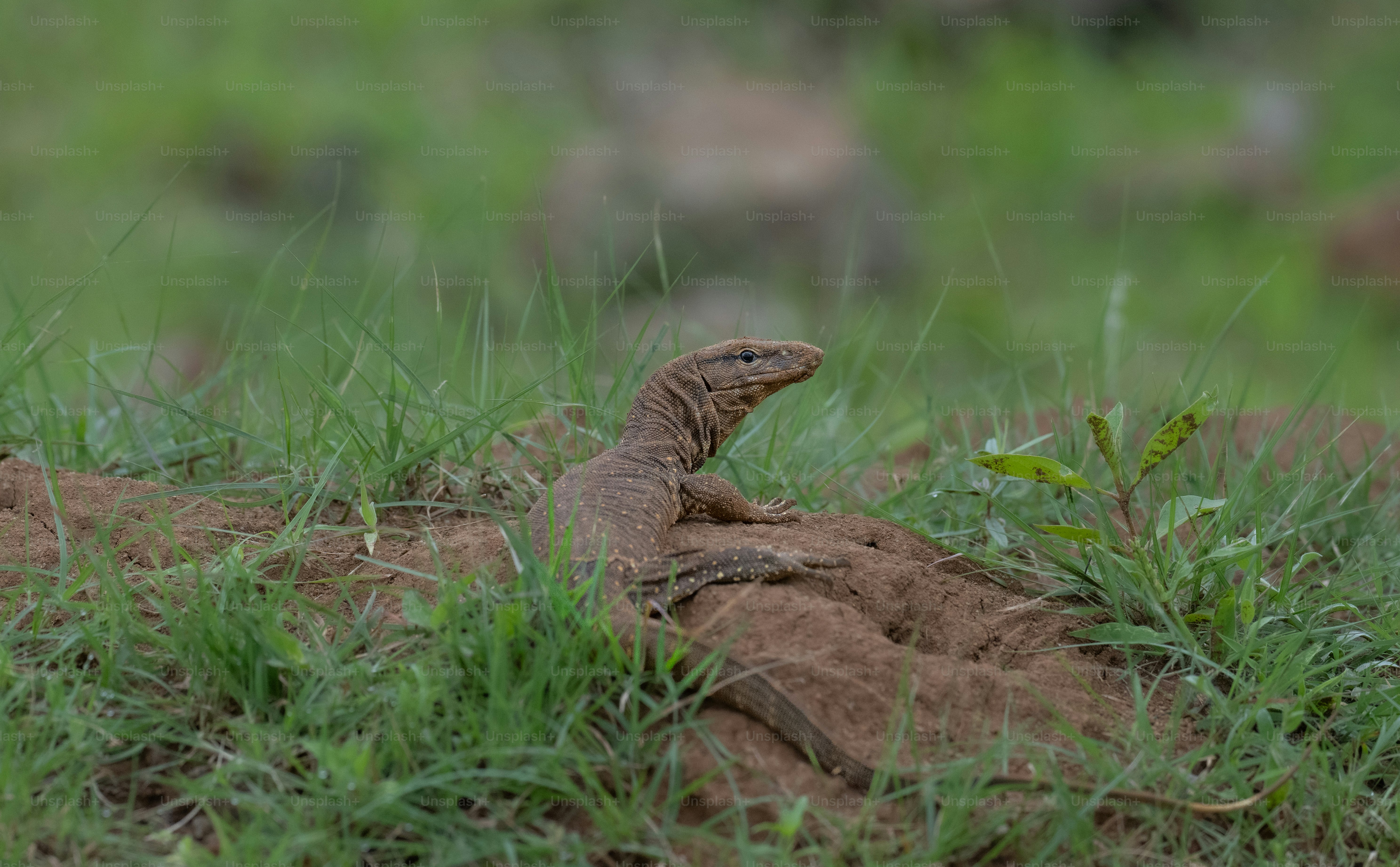 Lagarto-monitor em um pequeno monte de terra