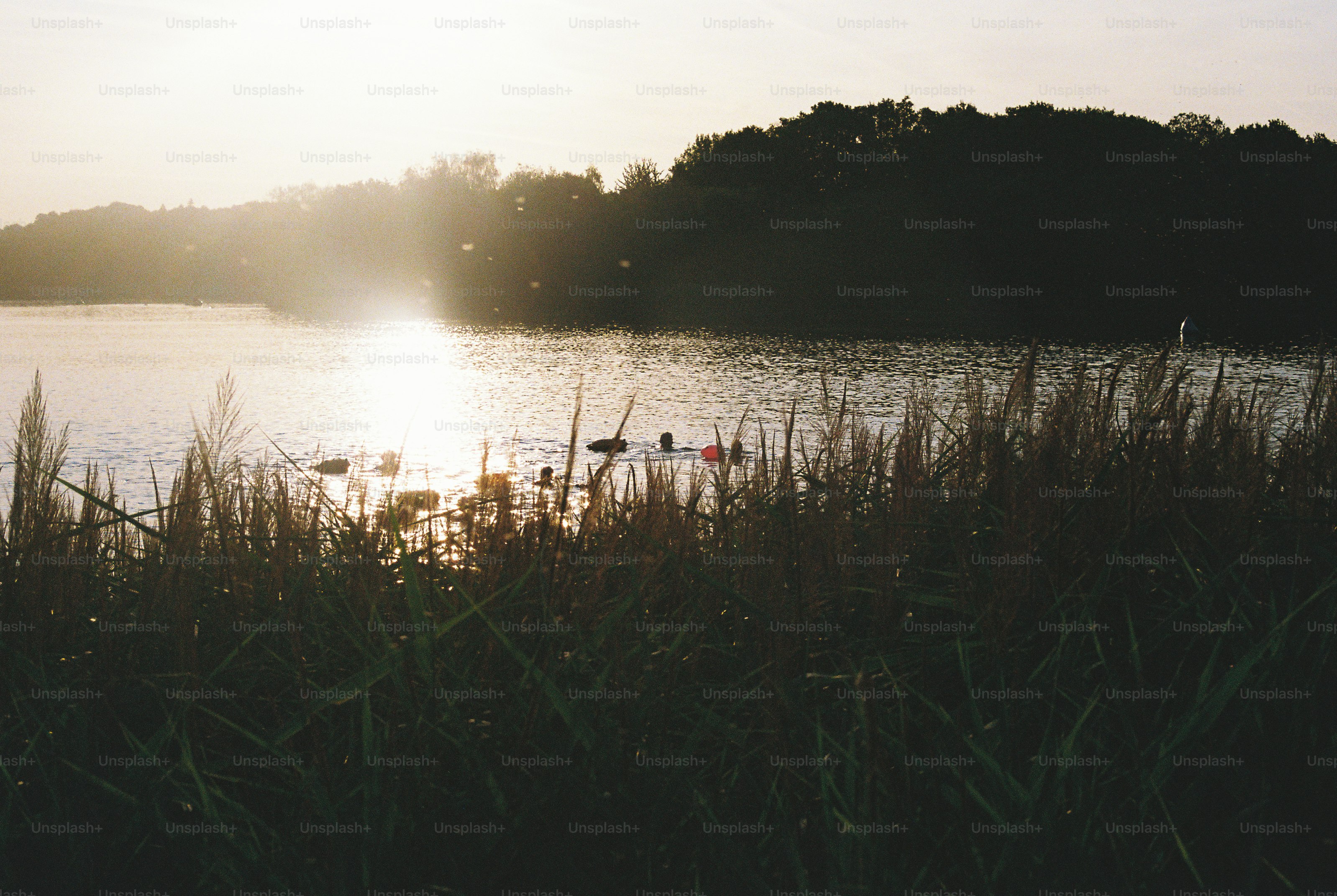 Golden sunlight on lake, silhouetted trees and reeds