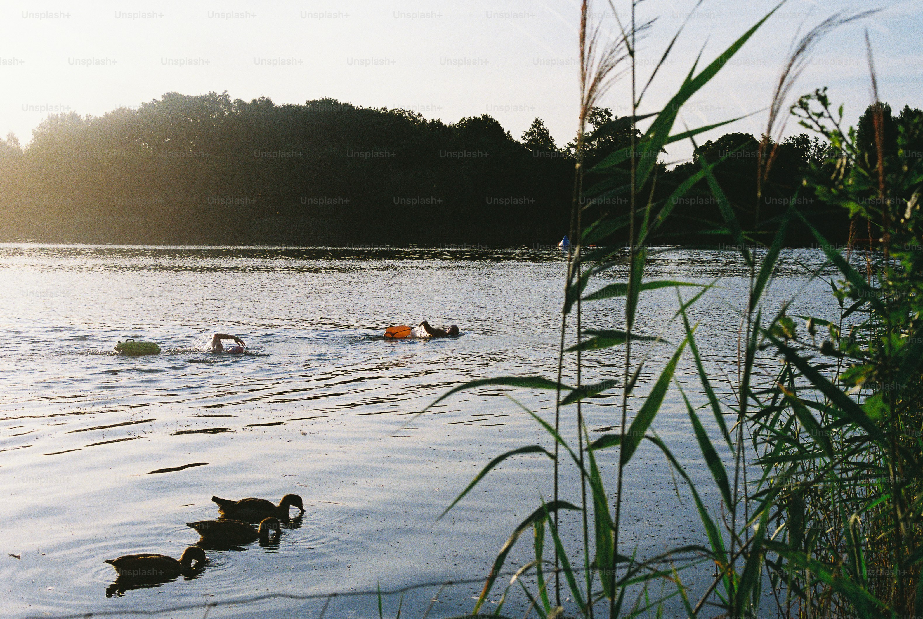 Swimmers and ducks in calm lake with reeds