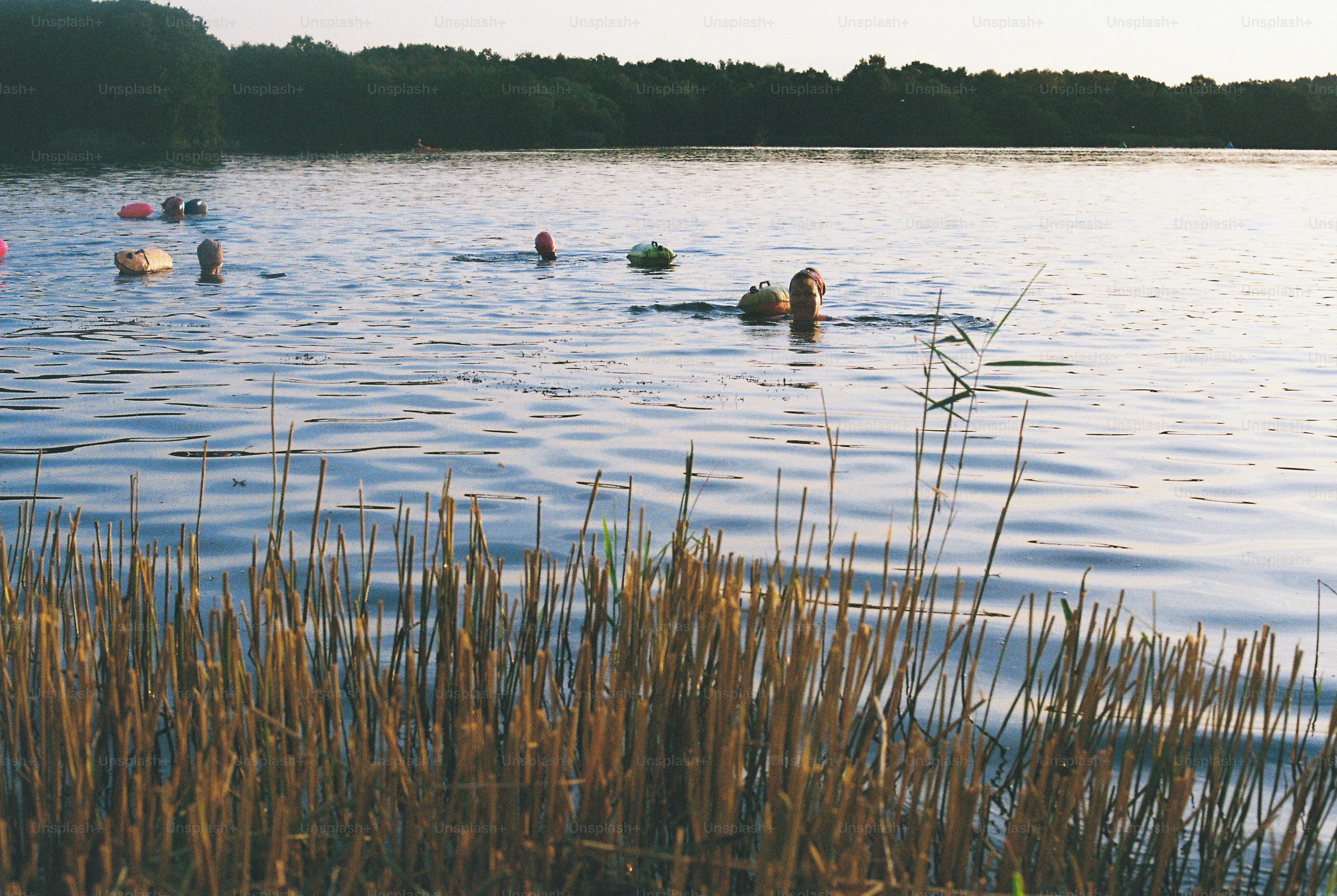 Swimmers in lake with reeds