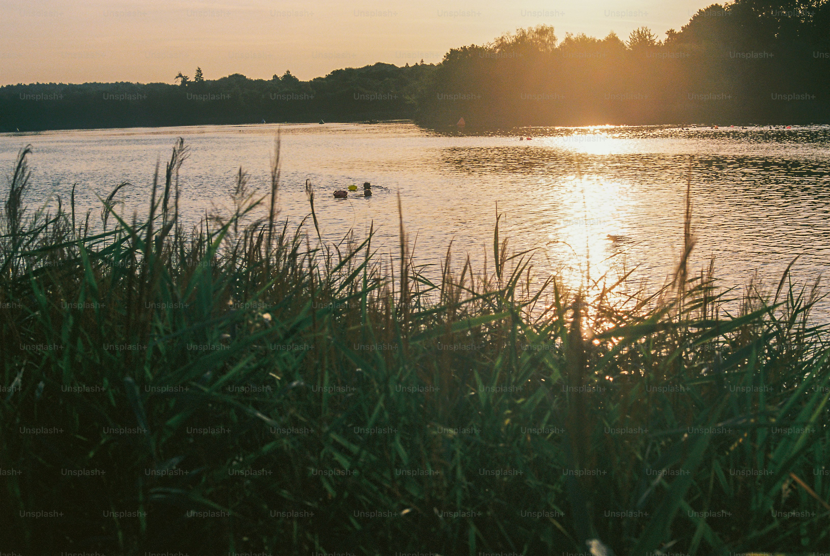 Sunset over lake with tall grass