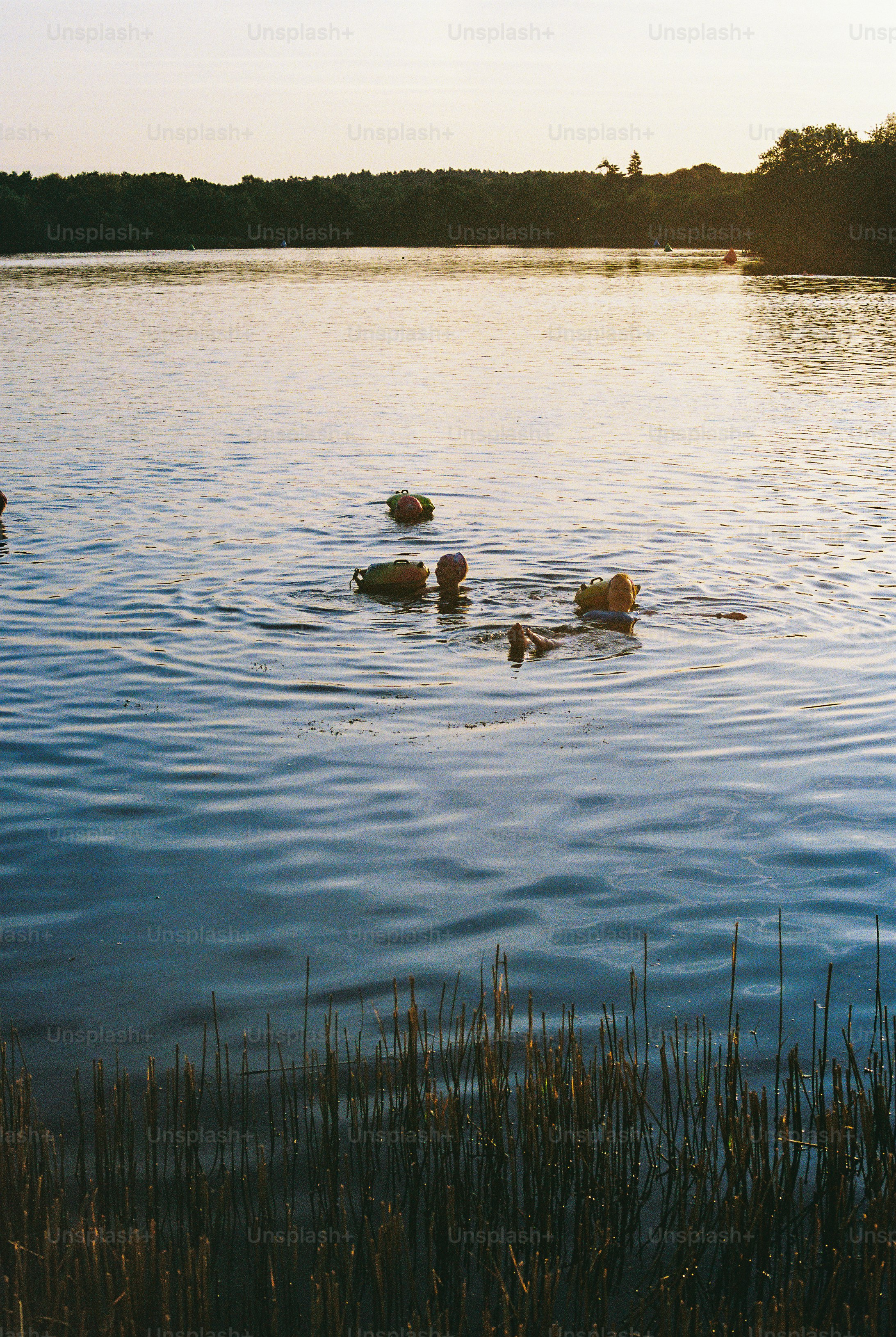 Ducks swimming in a lake with reeds at sunset