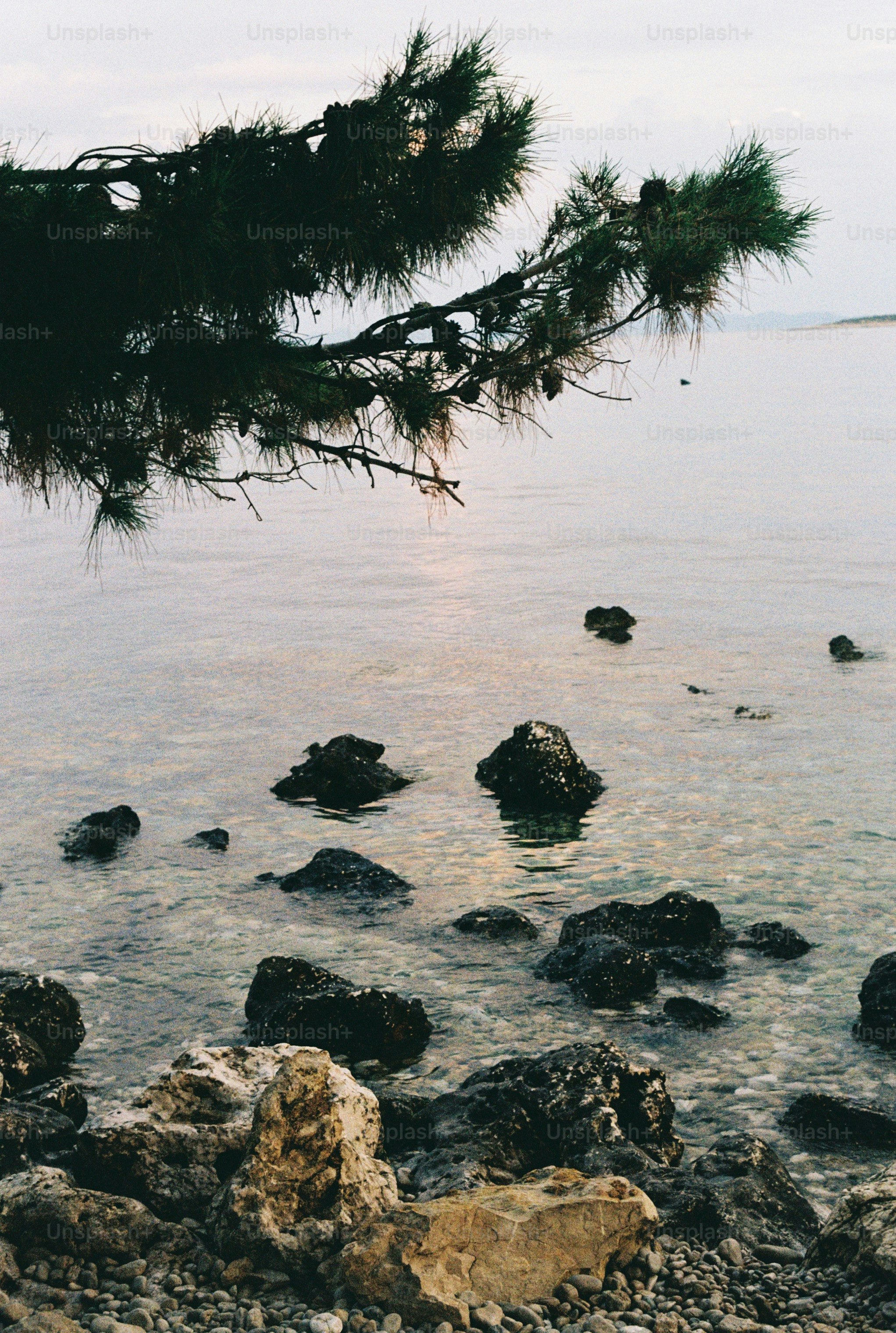 Pine branch over clear water, rocky shore