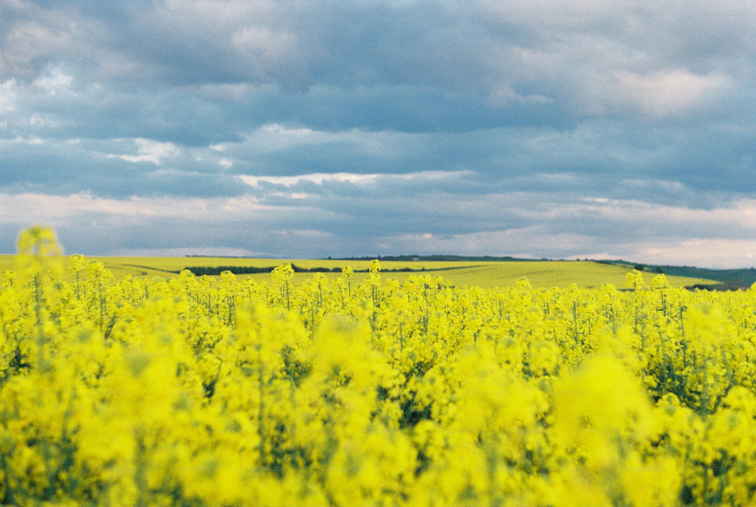 Rapeseed field under a cloudy sky